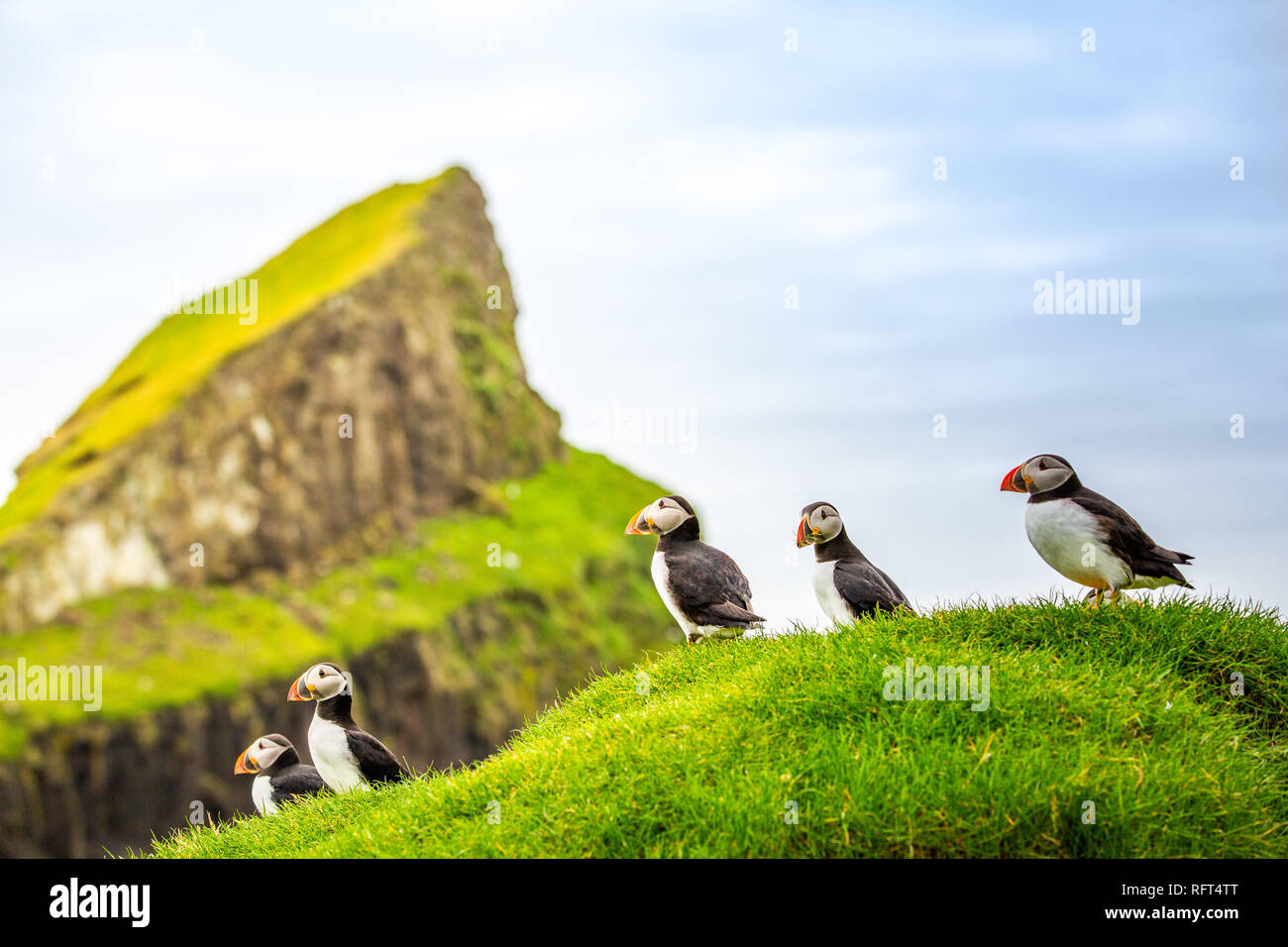 Puffins at Faroe Islands, landscape. Wild europe Stock Photo