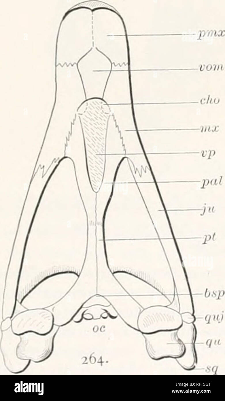 . Carnegie Institution of Washington publication. Fig. 263.—Archelon ischyros. Skull. Xj. ang, angular; an, articular; den, dentary; fr, frontal; ju, jugal; mx, maxilla; nar, nares; prf, prefrontal; pal, palatine; pmx, premaxilla; pa, parietal; pof, postfrontal; qu, quadrate; quj, quadratojugal; sq, squamosal; 5/, stapedial rod; sur, supraangular; vom, vomer. length of the head. This results from the great development of the preorbital region. The horizontal diameter of the orbit is 150 mm. Both the maxillae and the premaxillae are greatly prolonged. The distance from the tip of the beak to th Stock Photo