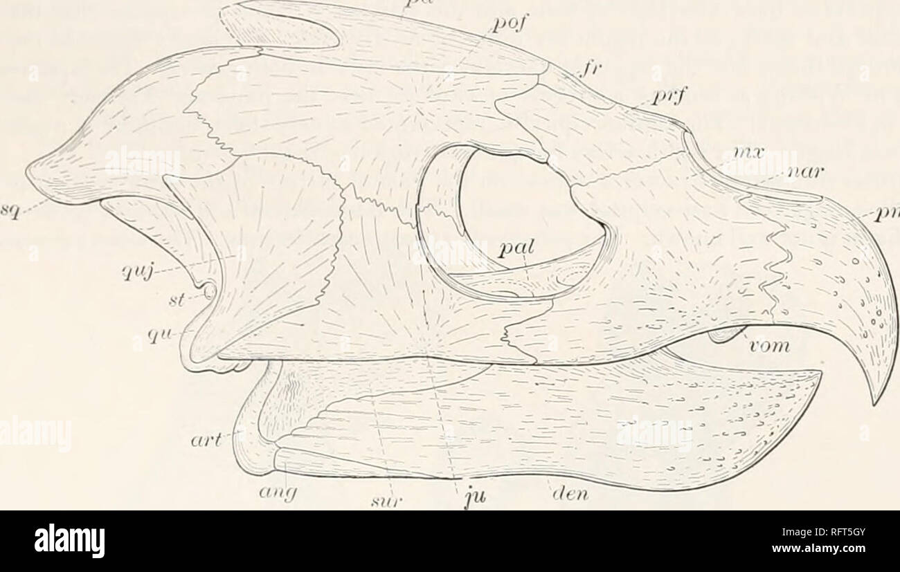 . Carnegie Institution of Washington publication. PROTOSTEGID^E. 205 Points to be especially noted in this skull are its long and narrow form, the long preorhital region, the hookt beak, the posterior position of the orbits, and the upwardly directed nasal opening. Contrary to what is usually seen in turtles, the orbits are placed in the middle of the pa jim.r. Fig. 263.—Archelon ischyros. Skull. Xj. ang, angular; an, articular; den, dentary; fr, frontal; ju, jugal; mx, maxilla; nar, nares; prf, prefrontal; pal, palatine; pmx, premaxilla; pa, parietal; pof, postfrontal; qu, quadrate; quj, quad Stock Photo