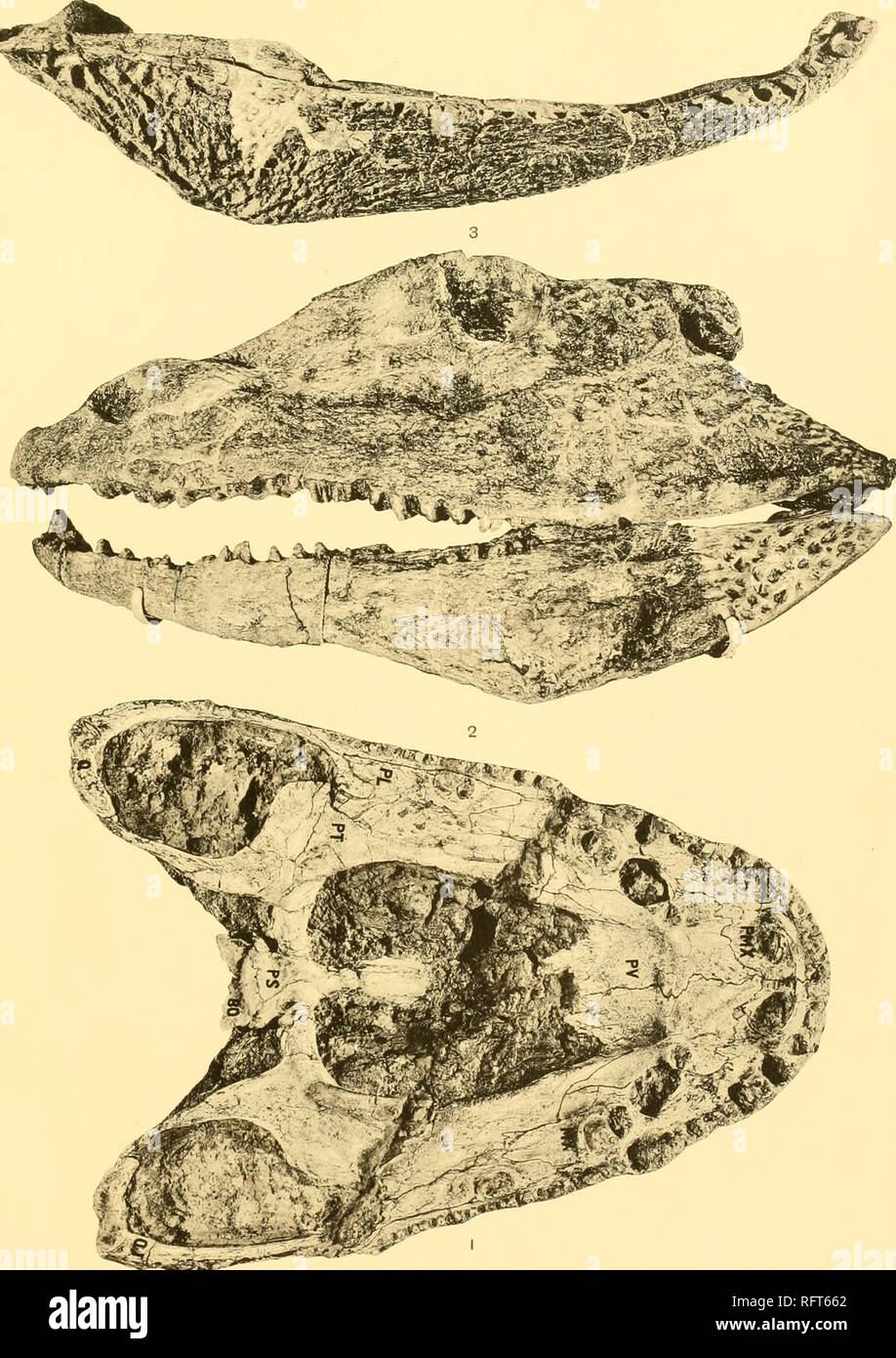 . Carnegie Institution of Washington publication. CASE—AMPHIBIA AND PISCES. ».,^3(^&gt;*^ 1. Eryops megacephalus. No. 4673 Am. Mus. X Y^. Palatal surface of a skull, showing the sutures. 2. Eryops megacephalus. No. 4180 Am. Mus. X %. Lateral view of a well preserved skull. 3. Eryops megacephalus. No. 4313 Am. Mus. XX- Outer surface of right lower jaw.. Please note that these images are extracted from scanned page images that may have been digitally enhanced for readability - coloration and appearance of these illustrations may not perfectly resemble the original work.. Carnegie Institution of  Stock Photo