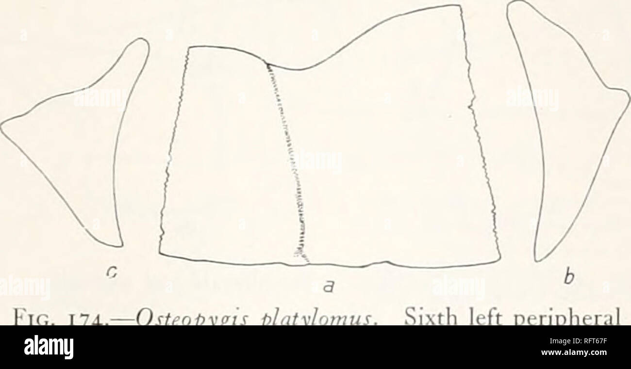 . Carnegie Institution of Washington publication. THALASSEMYDIDJE. H7 Width. !' Length free border. Height at sulcus. Lower face. Inner face. 53 1 71 5* 9 ; 75 49 '5 47 3 7Â° 27 37Â± 4 73 19 ;- 5 6 86 5' 4' 57 7 88 58 5Â° 19 8 90 68 65 20 9 88 52 'â 4 10 &gt; 1 80 95 this as a mistake. After passing about 6 mm. the sulcus between the nuchal scute and the hist marginal, the sulcus between the nuchal and the vertebral scutes suddenly becomes very shallow, but the writer believes that it continues on in its usual position.  considerable part of the suprapygal (fig. 173) is missing. Cope's statem Stock Photo