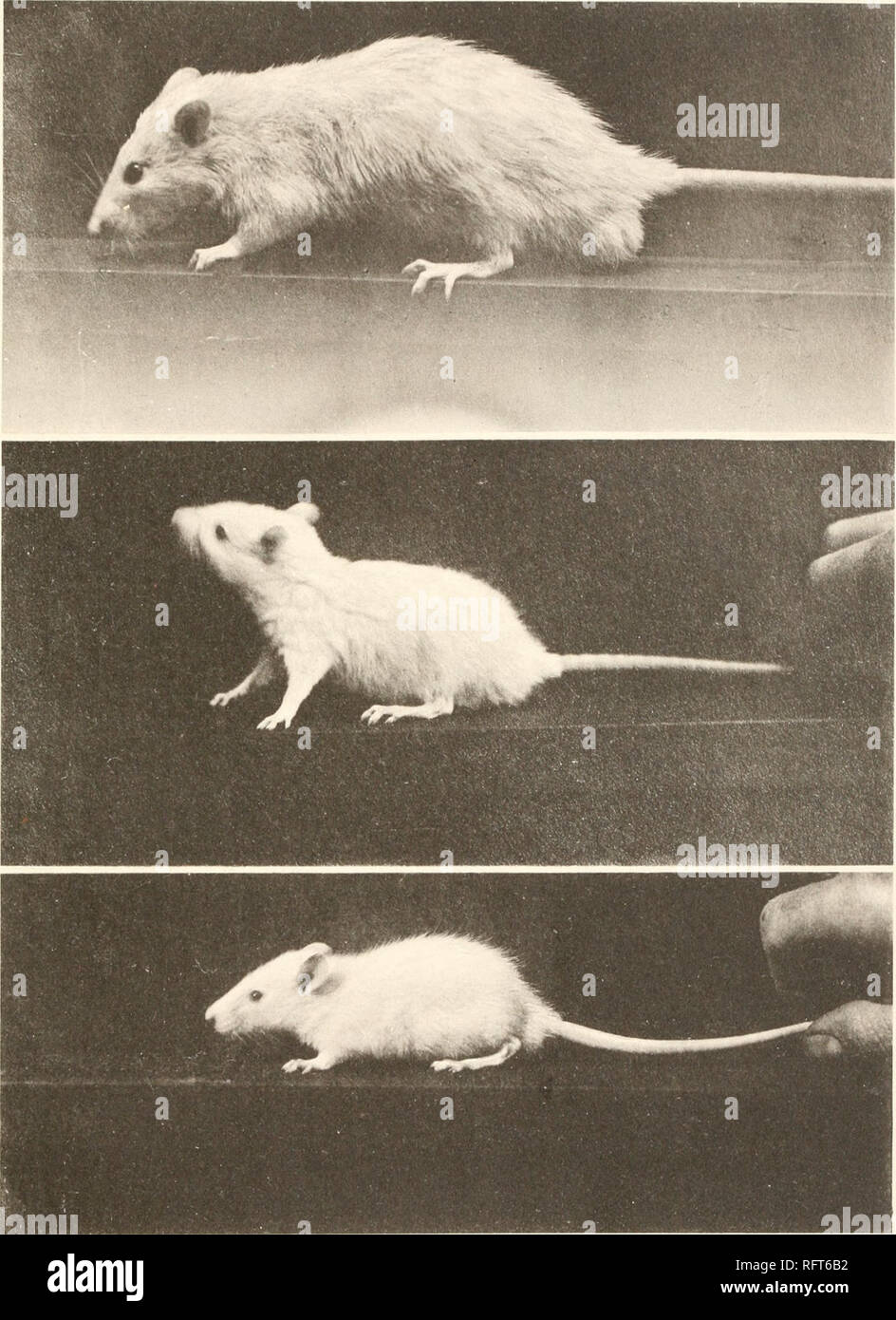 . Carnegie Institution of Washington publication. OSBORNE AND MENDEL