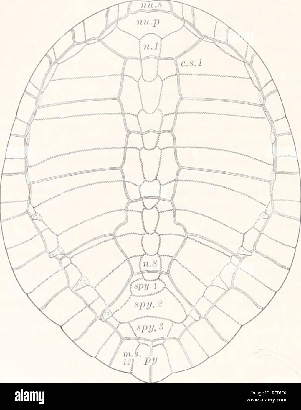 . Carnegie Institution of Washington publication. '32 FOSSIL TURTLES OF NORTH AMERICA. Osteopygis gibbi Wieland. Plate it&gt;, fig. i; plate 27, figs. I, 2; text-figs. 142-146. Osteopygis gibbi, Wieland, Anier. Jour. Sci. (4), XVII, 1904, p. 118, plates v-viii and text-figs. 3-7. The type of this species is No. 783 of the Marsh collection of Yale University. It was obtained from the upper bed of Cretaceous greensand, at Barnesboro, Gloucester County, New Jersey, in 1870. It was originally studied by Dr. George Baur (Zool. Anzeiger, mi, 1889, p. 42), who determined from it that Cope had been in Stock Photo