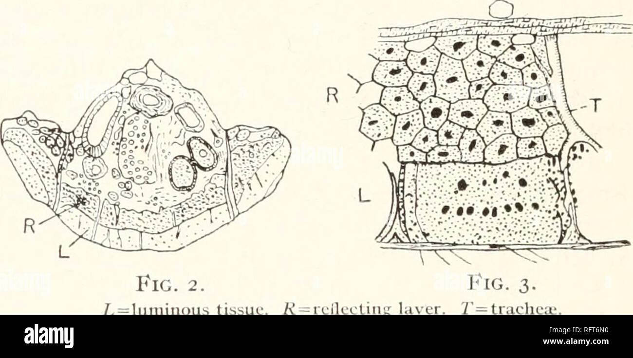 . Carnegie Institution of Washington publication. IO A PHYSICAL STUDY ...