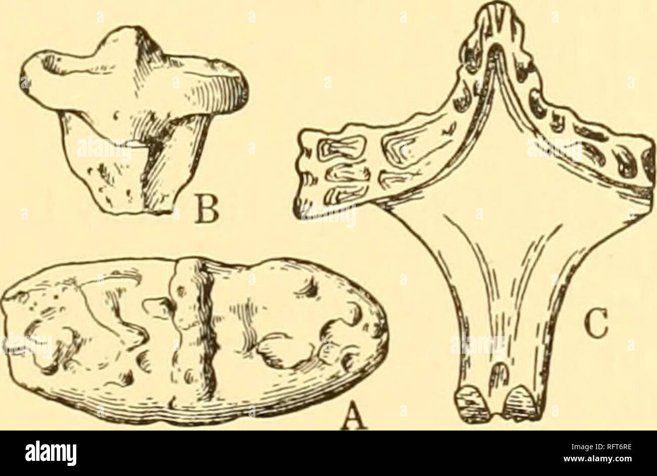 . Carnegie Institution of Washington publication. SYSTEMATIC REVISION 65 far out from the sides of the intercentrum for two or three millimeters. The skull resembles that of Trimerorhachis, so far as it is preserved. The animal was about 30 centimeters long.&quot; Revised description: 1. Expanded neural spines more nearly flat; the apices of adjacent spines closely united, so that the connection is indistinct. 2. Intercentra with low median keel, the lateral processes prom- inent. Aspidosaurus apicalis Cope. Cope, Zatrackys apicalis, Am. Nat., vol. 15, 1881, p. 1020; Am. Nat., vol. 18, 1884, p Stock Photo