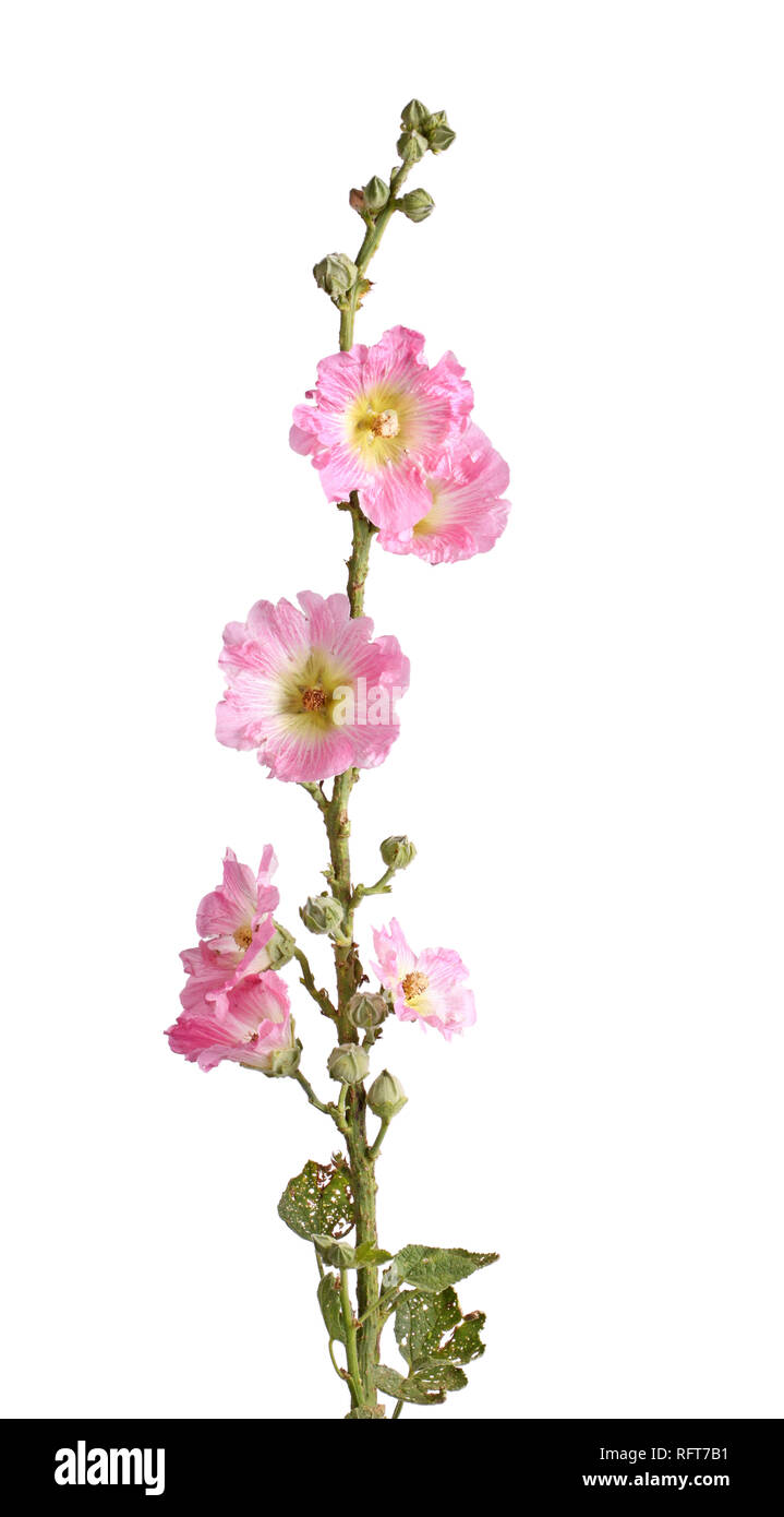 Single stem with multiple pink flowers of hollyhock (Alcea rosea