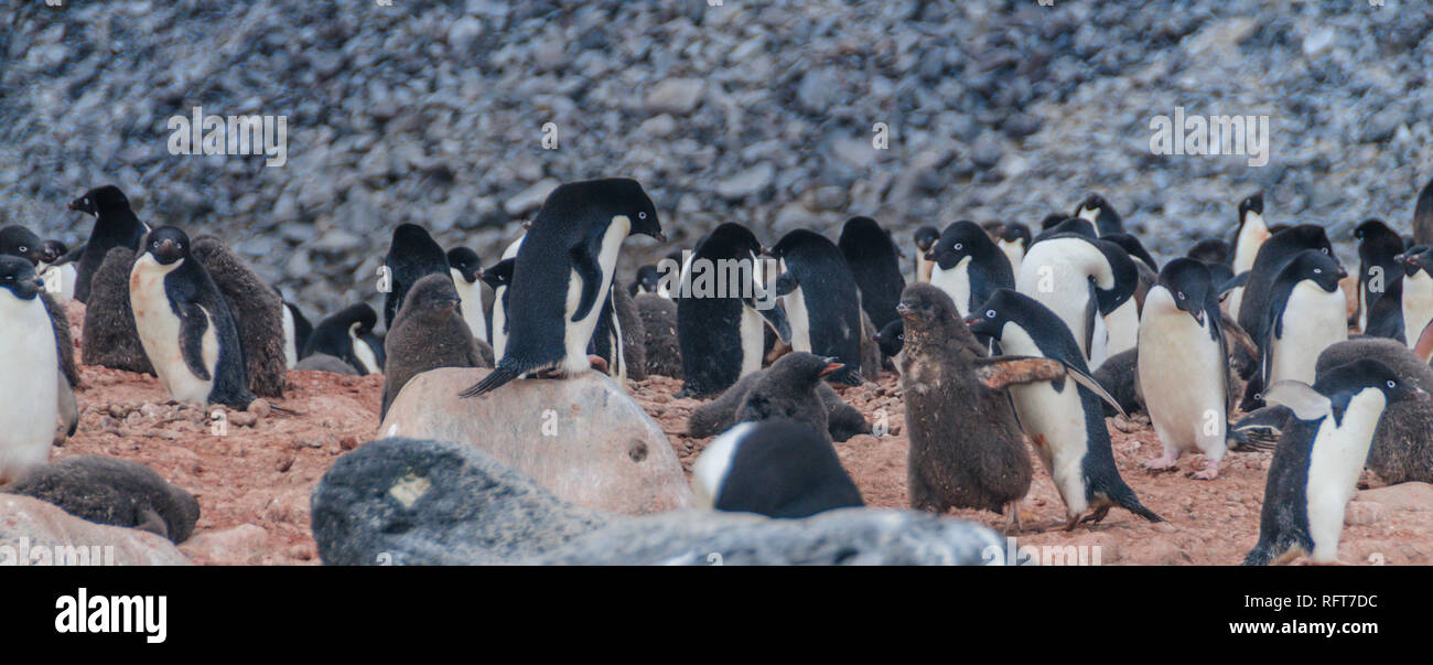 Penguin Walking Away High Resolution Stock Photography and Images - Alamy