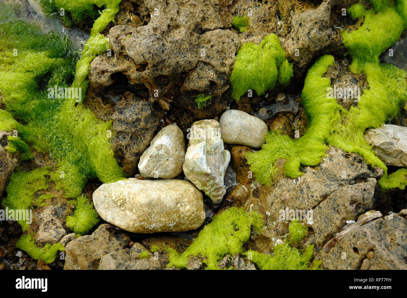 Abstract Natural Patterns of Boulders and Seaweed Covered Rocks ao the Shoreline at Île Saint Honorat, one of the Lérins Islands, French Riviera Stock Photo