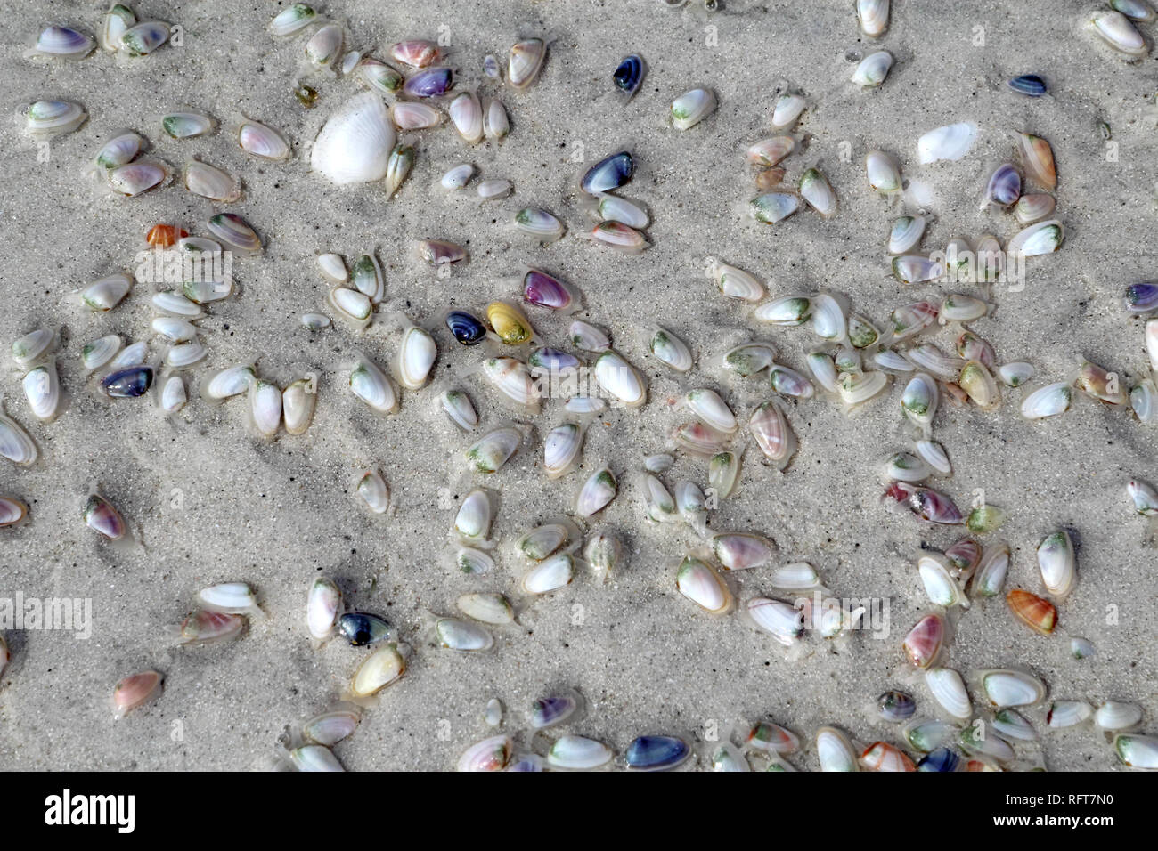 Live coquina or bean clams (Donax variabilis) digging into wet sand of Lighthouse Beach on Sanibel Island, Florida Stock Photo