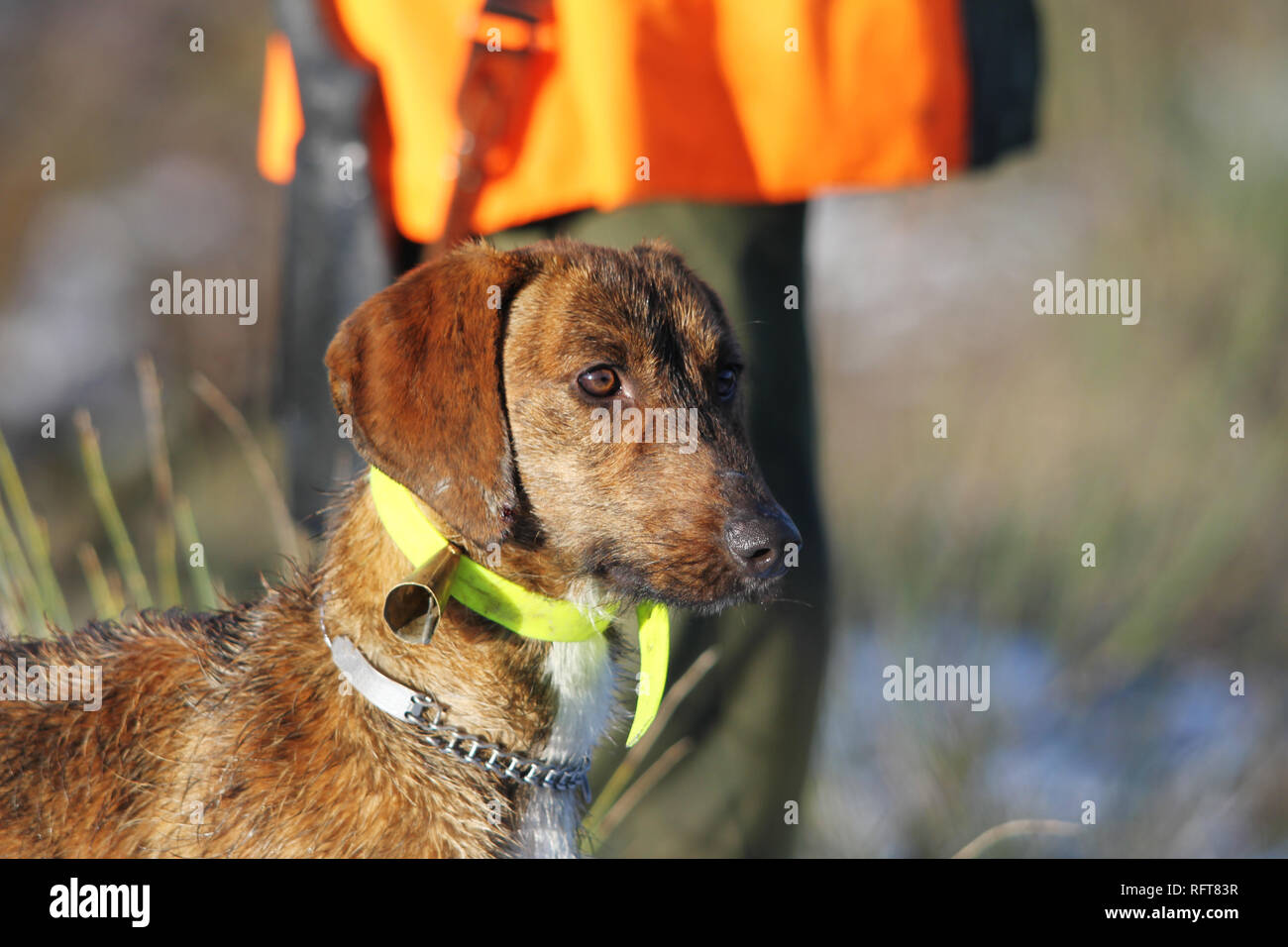 Dog collar bell hunting hot sale
