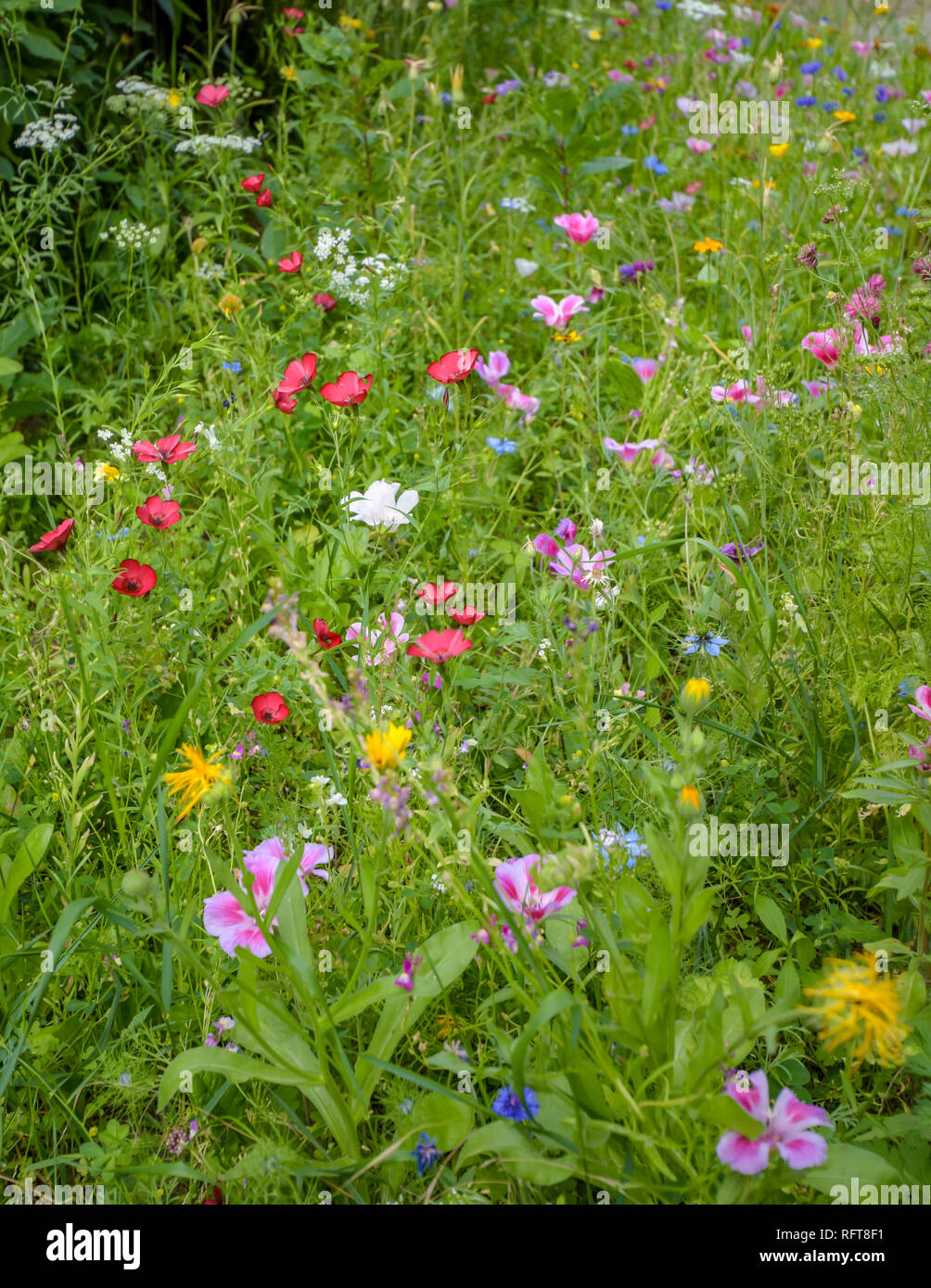 Tall growing wildflower hi-res stock photography and images - Alamy