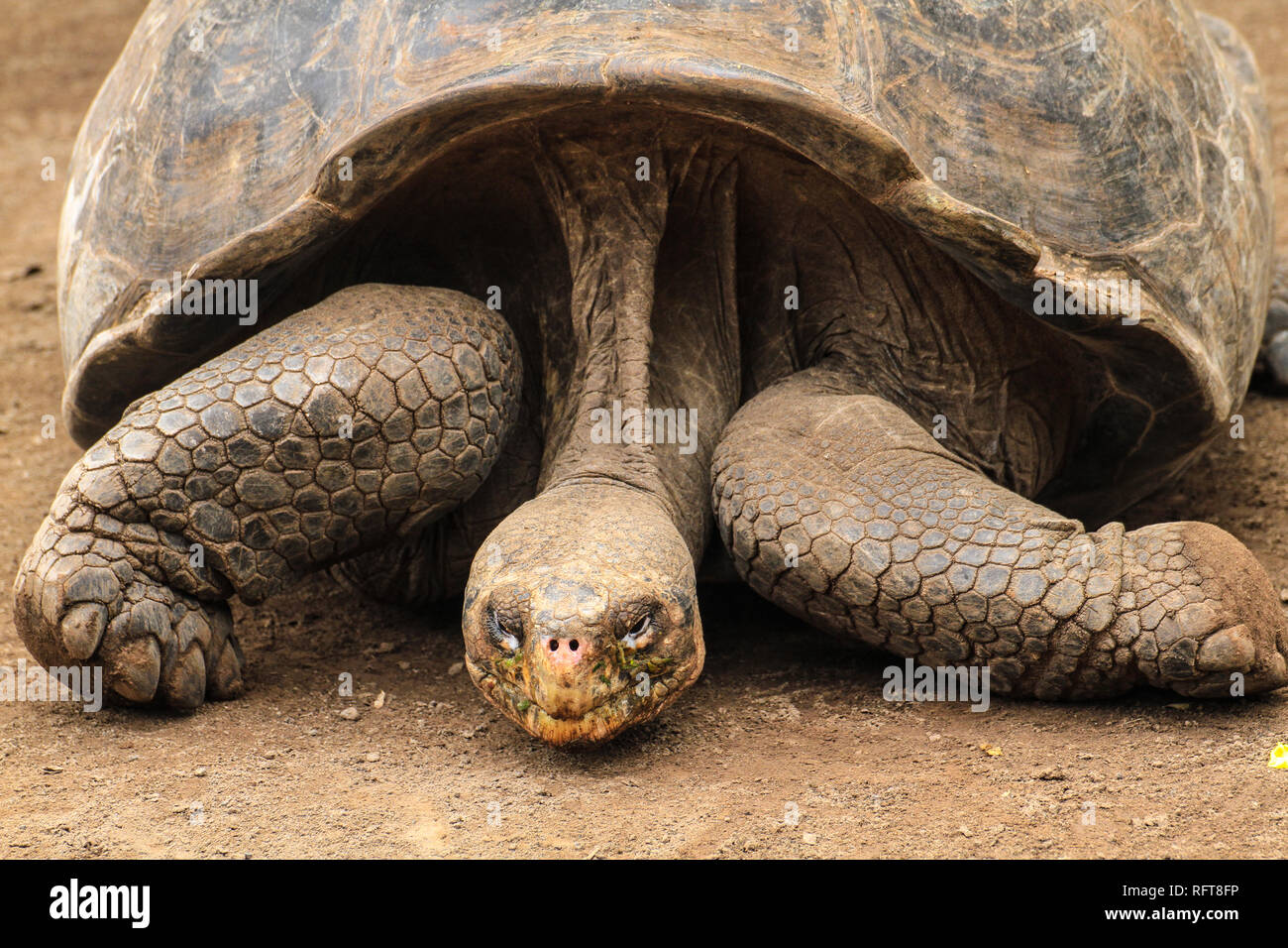 Riesenschildkröte, endemisch auf den zu Ecuador gehörenden Galapagos-Inseln im Pazifik Stock Photo