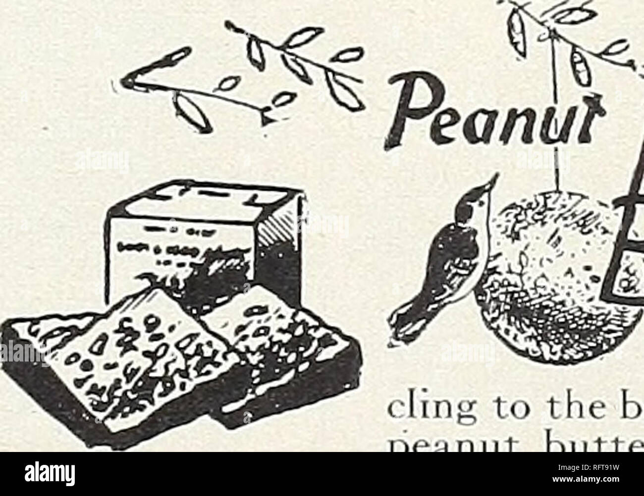 . Capitol city seeds for 1958. Nurseries (Horticulture) Catalogs; Bulbs (Plants) Catalogs; Vegetables Catalogs; Garden tools Catalogs; Seeds Catalogs. Assorted seed suet and pressed peanut suet, molded into paper cups. Used as refills for HYDFEEDERS, CD58, CDA, CDD, WI. Box of 24 cups, $1.29. BB2. Peanut Suet Cake. SSI. Seed Suet Cake. Either cake, 35c each; 3 for $1.00 No. 755. WOODLAND CLEAR- VIEW FEEDER The most widely sold feeder in America today. Made of California Redwood and sturdily built. Holds about 4 lbs. feed. 11 in. long, 8 in. wide, 8 in. high. $3.98. No. 1603. WOODLAND WINDOW OR Stock Photo
