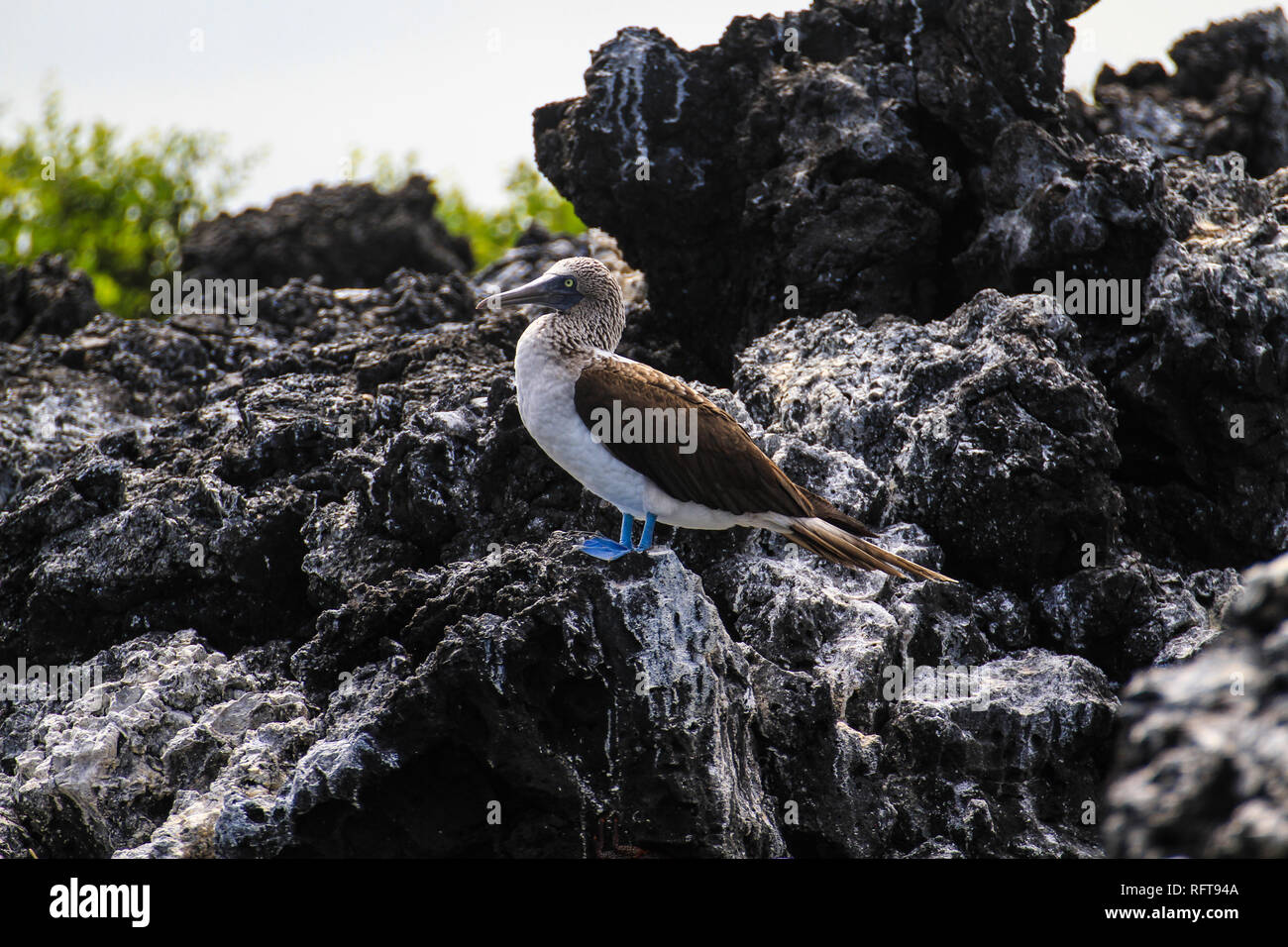 Blaufußtölpel auf Galapagos, einer der typischen Seevögel der Inselgruppe im Pazifik Stock Photo