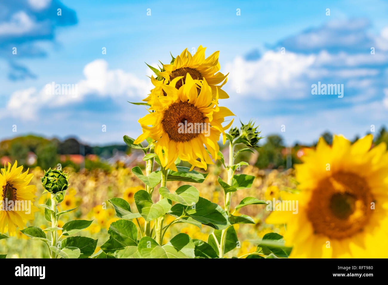 Field of bright yellow sunflowers (Helianthus annuus Stock Photo - Alamy