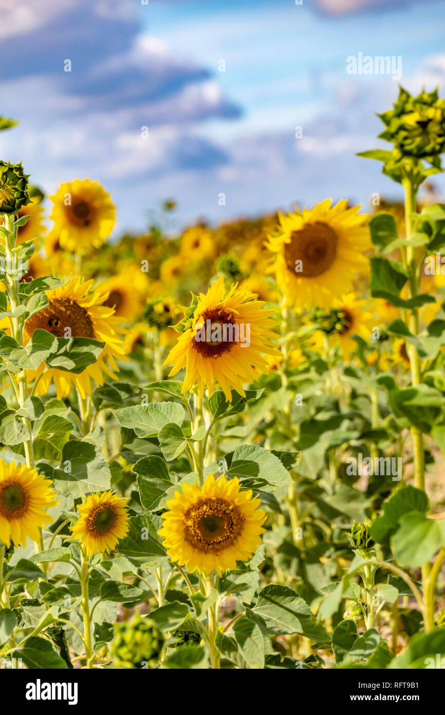 Field of bright yellow sunflowers (Helianthus annuus Stock Photo - Alamy