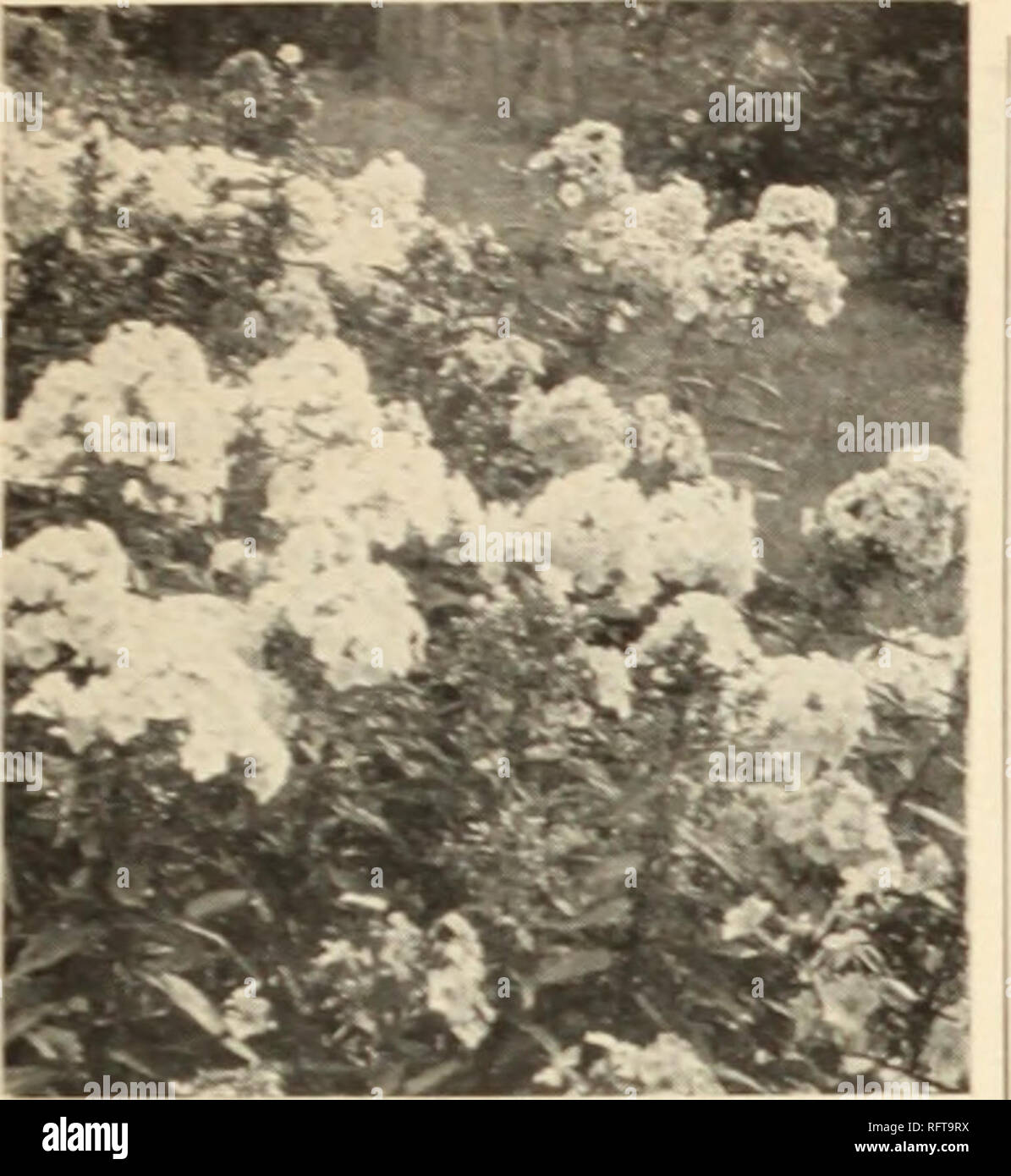 . Capitol city seeds for 1956. Nurseries (Horticulture) Catalogs; Bulbs (Plants) Catalogs; Vegetables Catalogs; Garden tools Catalogs; Seeds Catalogs. You Can Hardly Have a Garden Without Phlox. Shasta Daisies (Chrysanthemum maximum) Hardy Summer Phlox Border Queen. ermelon-pink. Count Zeppelin. •'• ite with r&lt; Lilian. ( mteo-pink with blue it-. 2 It. Mary Louise. it. Pinkette. V te tinted pink. 2 Rosy Blue. .vender. 2 ft. Ruth May. - .. jbs Ladder). 12 in. A dwarf Polemonium with great clusters of light blue flowers. Graceful foliage. May. Rudbeckia (Coneflower) Purpurea, The King. 1 ar Stock Photo