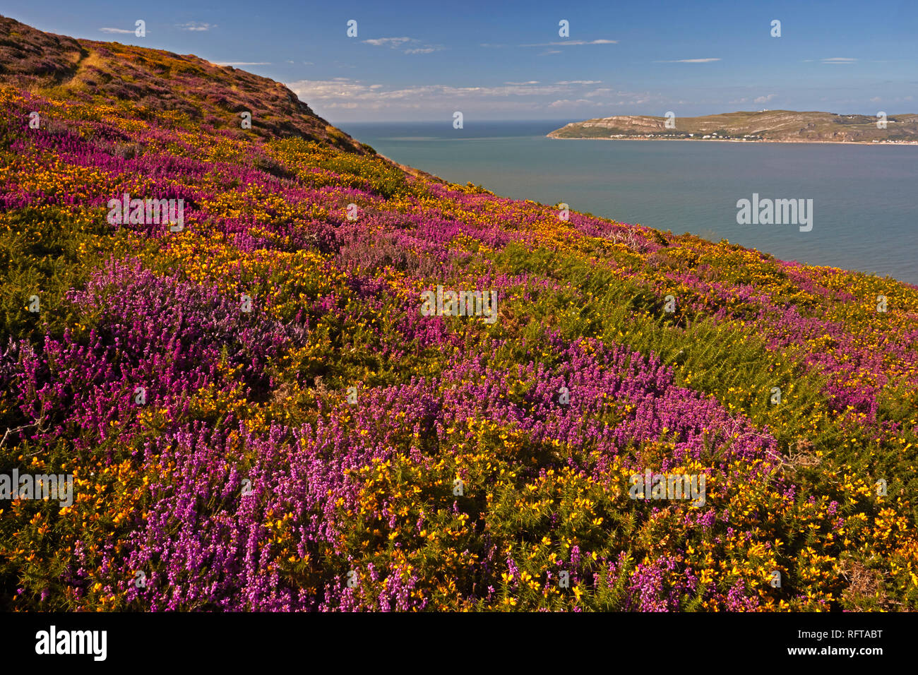 Bell heather and Western gorse looking across Conwy Bay, from Sychnant Pass above Conwy, North Wales, United Kingdom, Europe Stock Photo