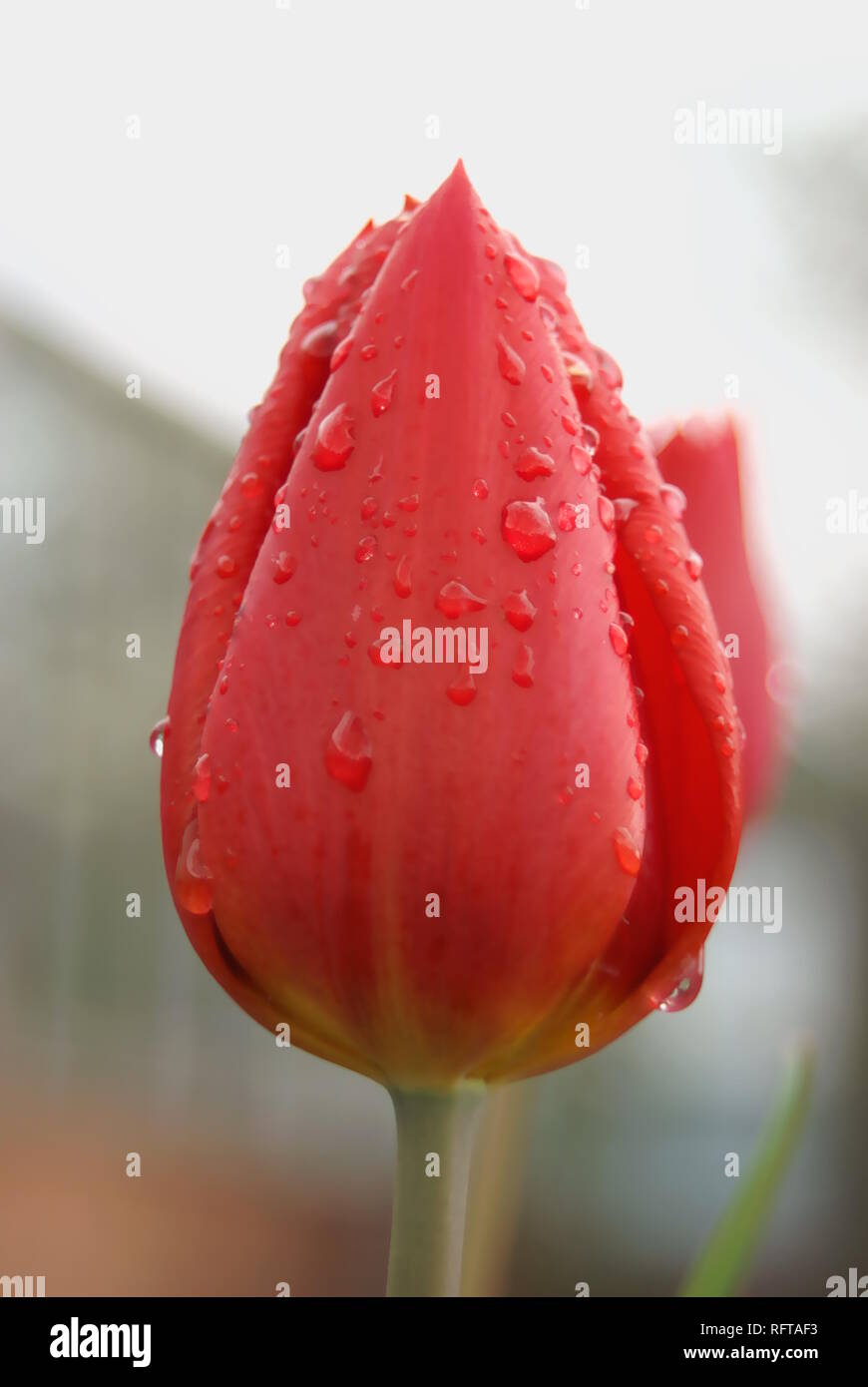 Tulipa 'Oscar' Stock Photo