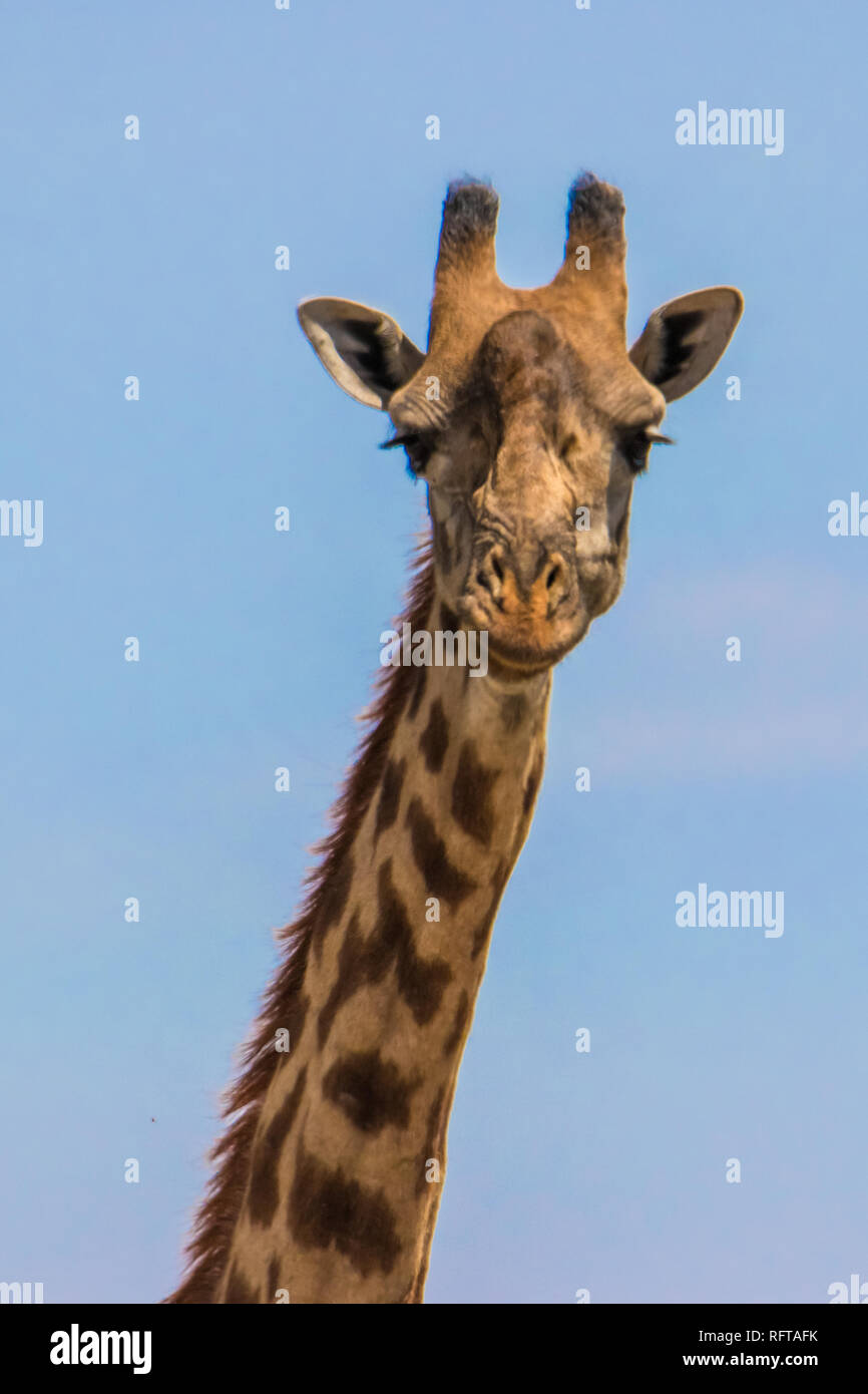 Giraffe's head and neck against a blue sky Stock Photo