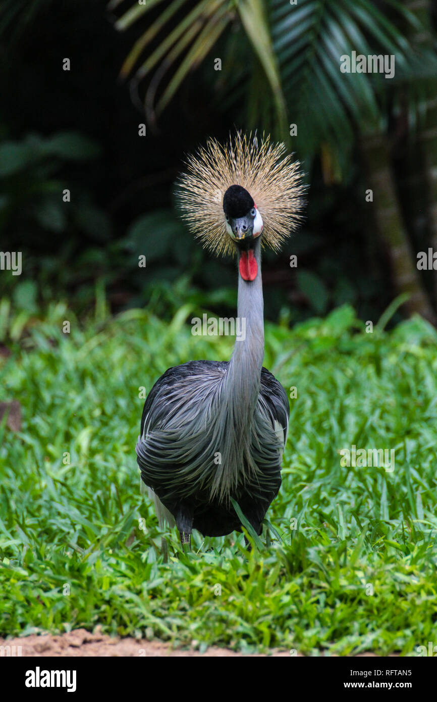 Beautiful bird at Parque das Aves, Foz do Iguazu, Brazil Stock Photo