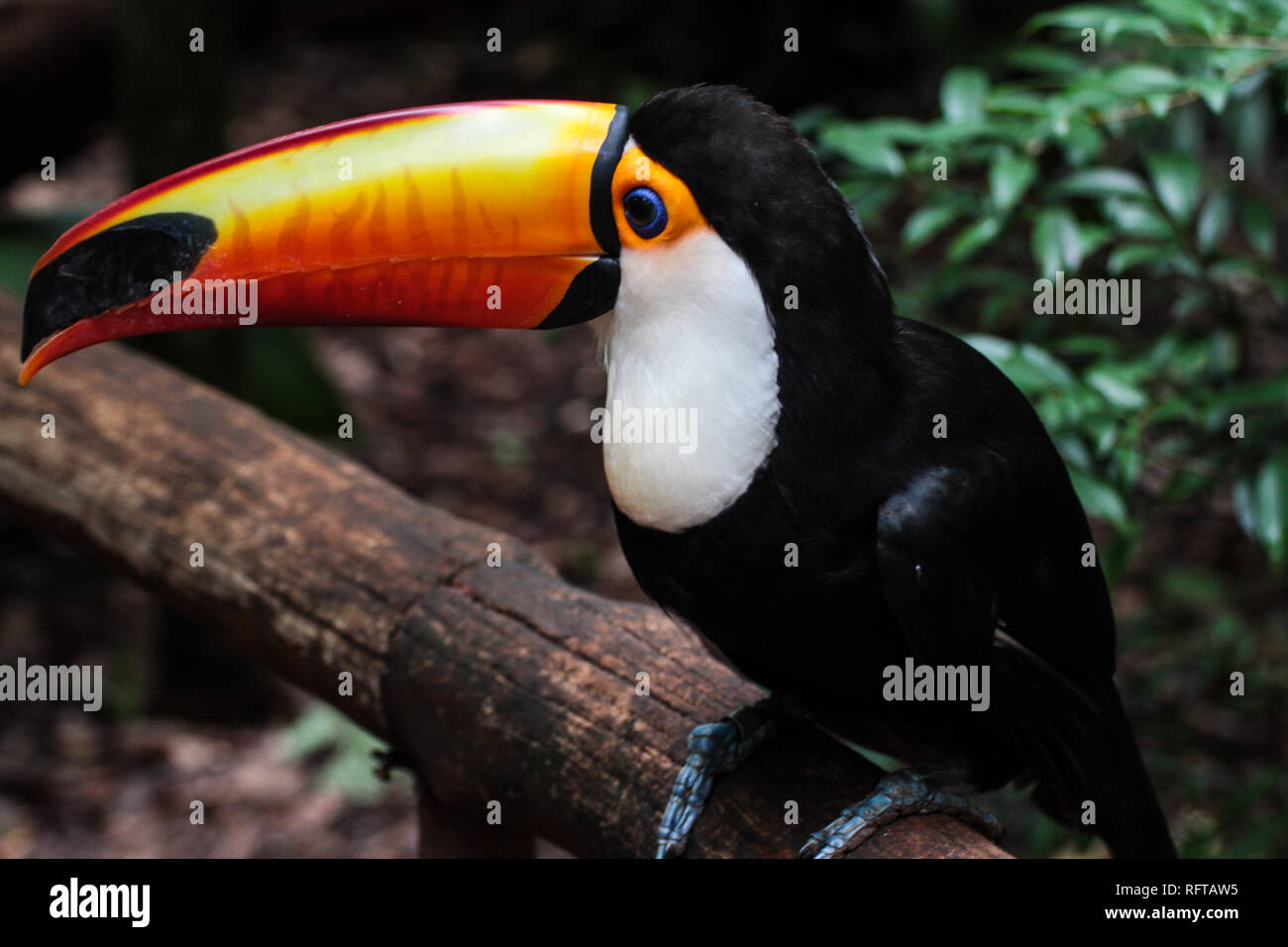 Tukan High Resolution Stock Photography And Images Alamy