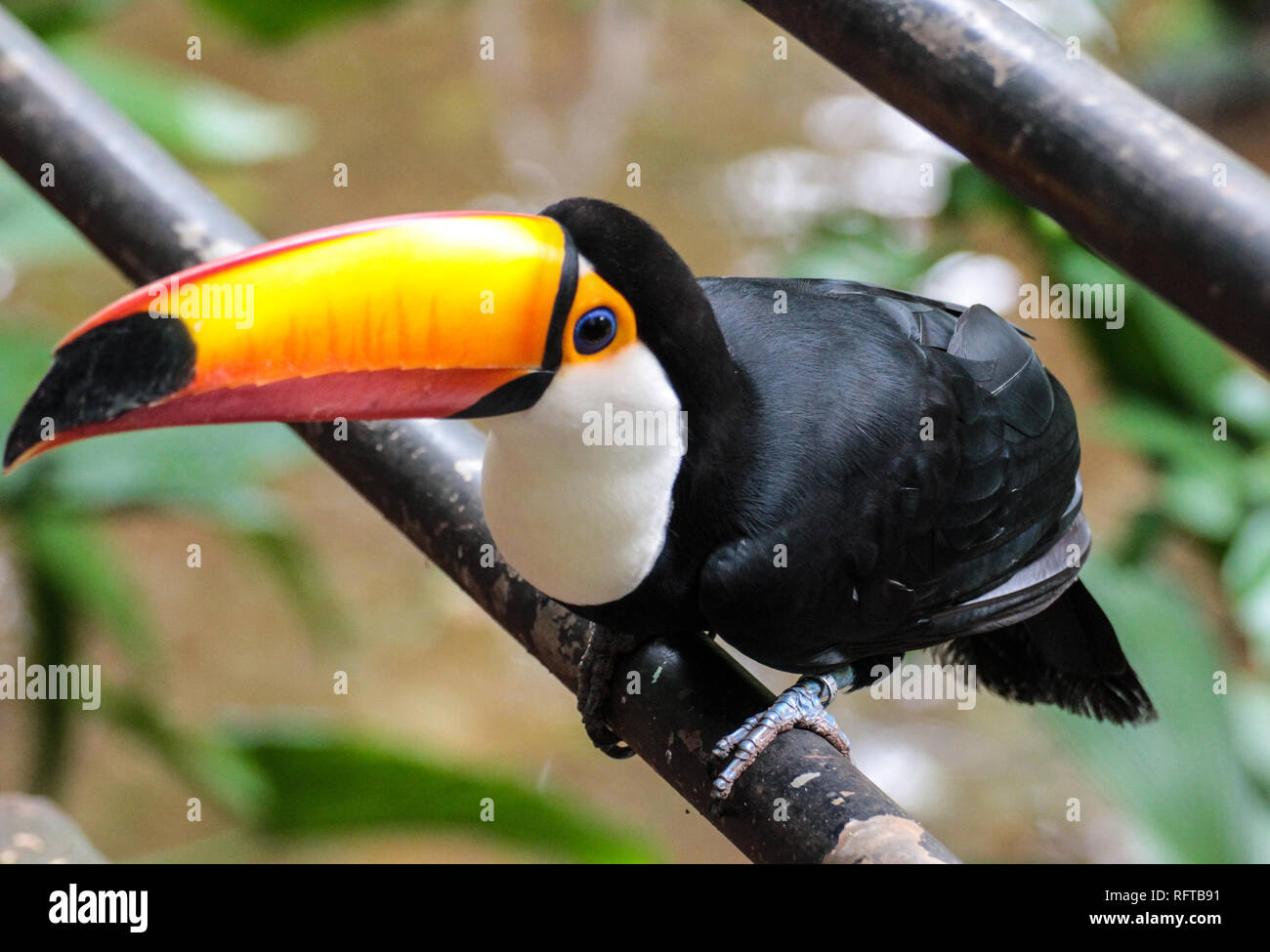 Tukan, einer der schönsten tropischen Vögel Stock Photo