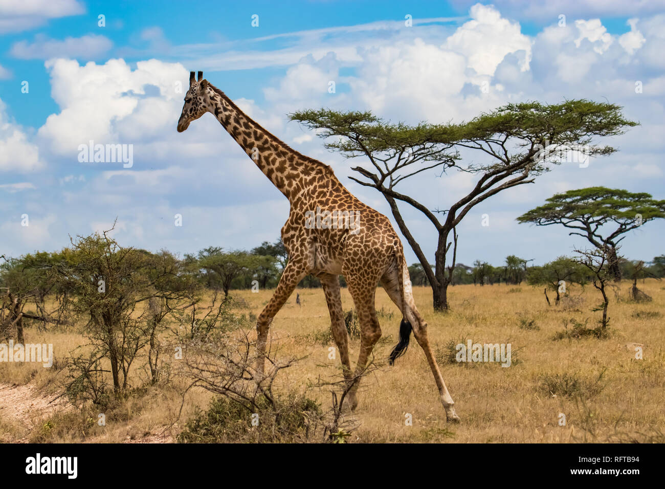 Giraffe walking African savanna Stock Photo