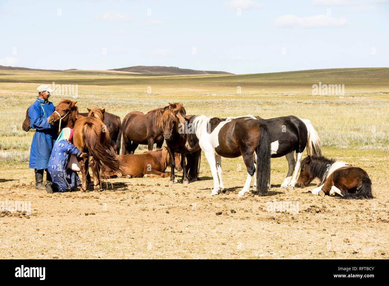 Nomadic herder milking her mares at ger camp on Steppes grasslands of Mongolia, Asia Stock Photo