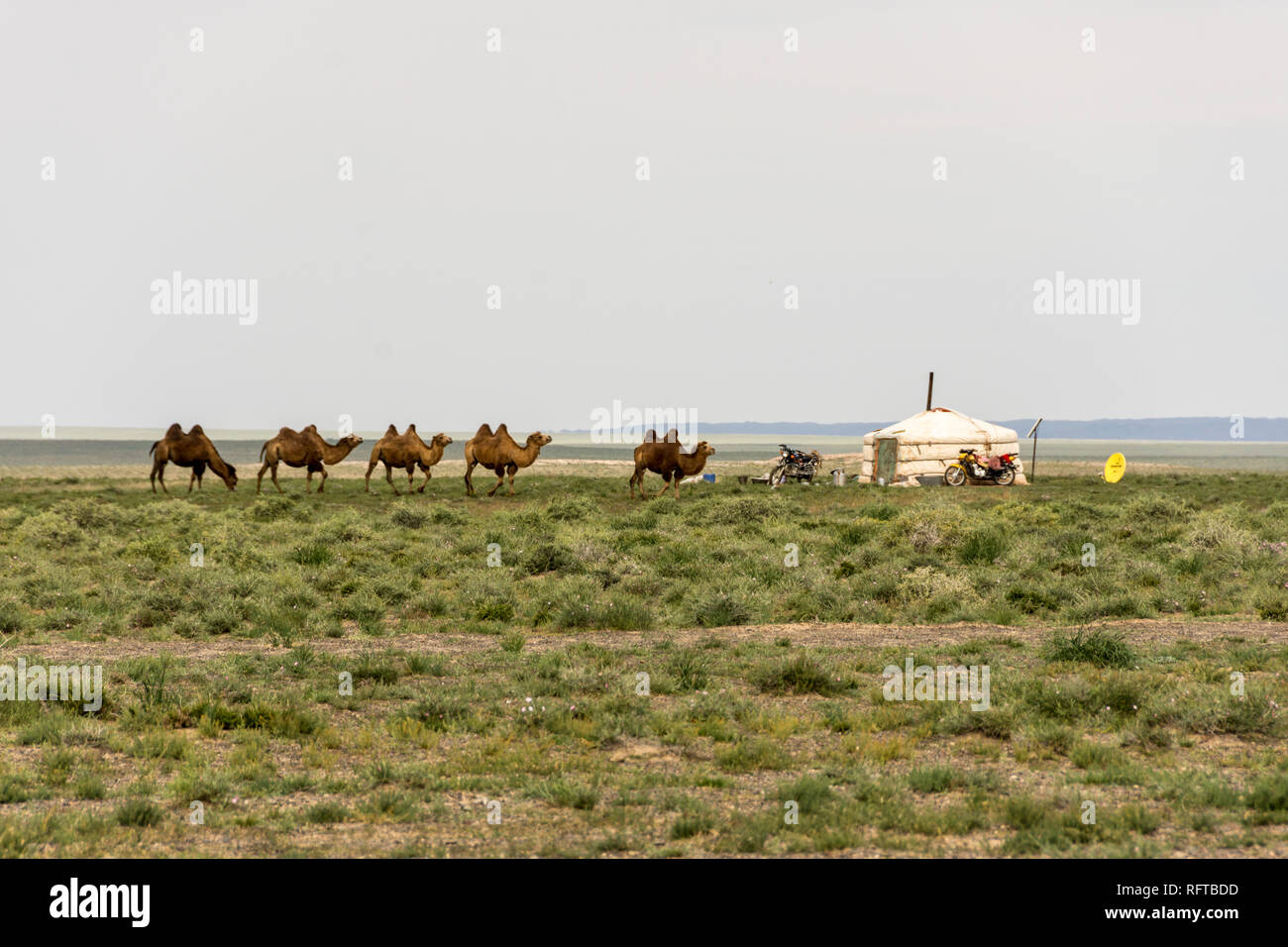 Nomadic herders' ger camp in Gobi Desert, Mongolia, Asia Stock Photo