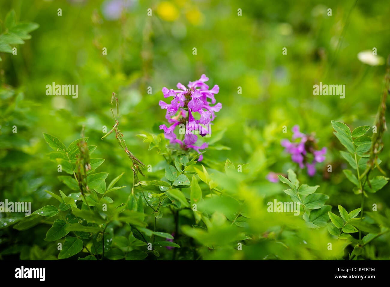Small purple flower growing in the mountains and black and yellow bee. Green background. Stock Photo