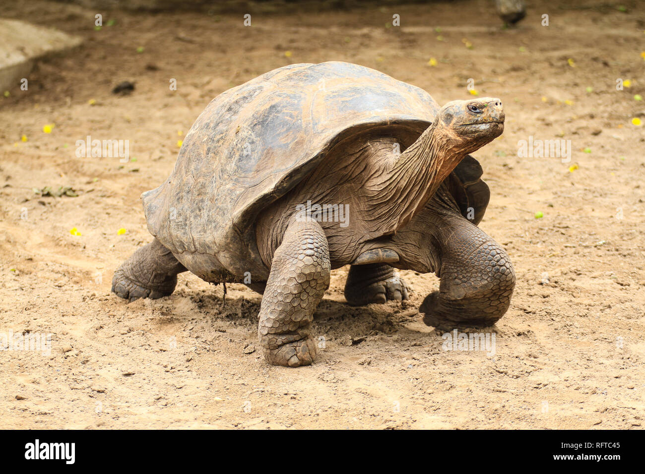 Riesenschildkröte, endemisch auf den zu Ecuador gehörenden Galapagos-Inseln im Pazifik Stock Photo