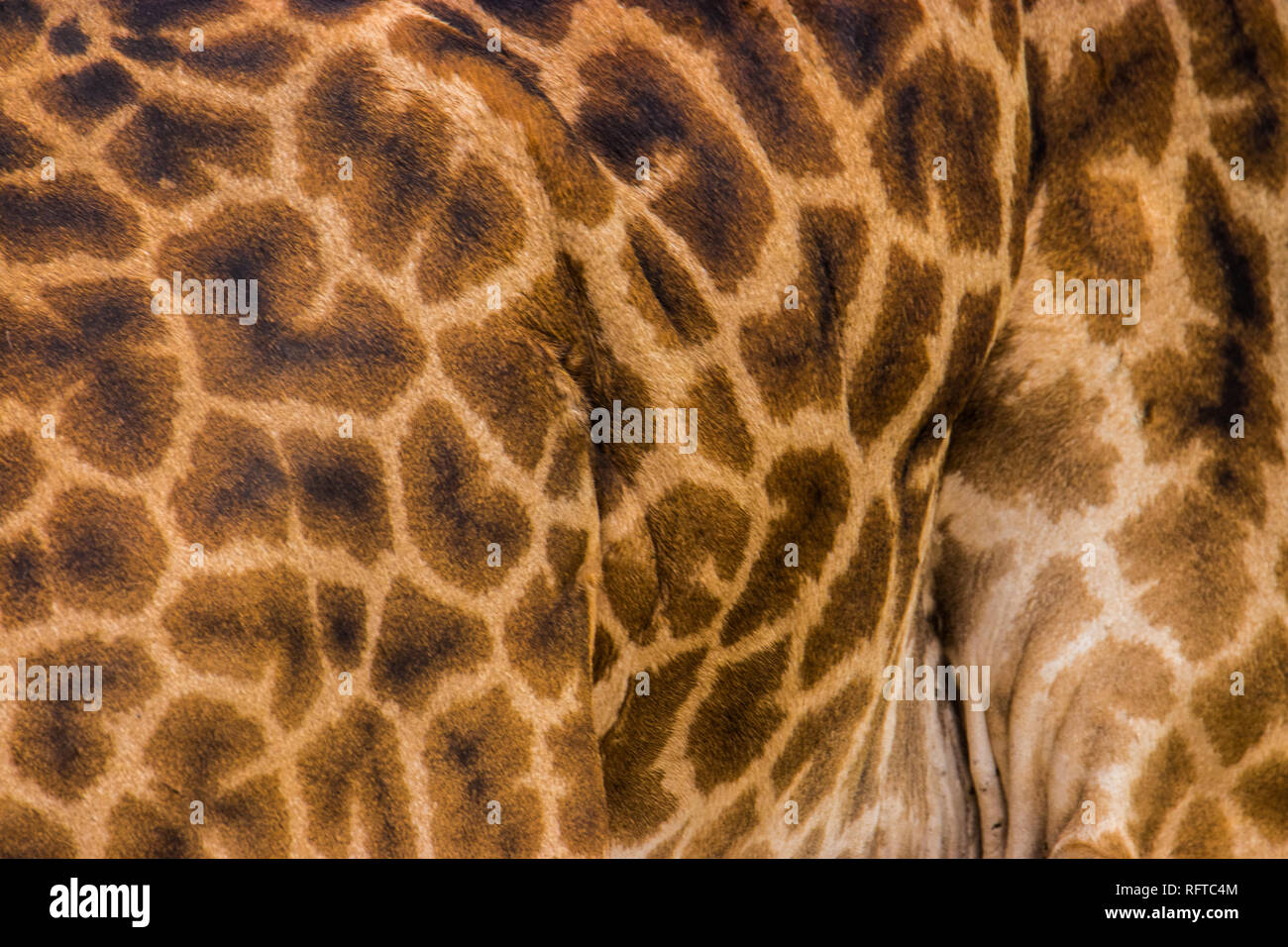 Close-up of giraffe skin Stock Photo