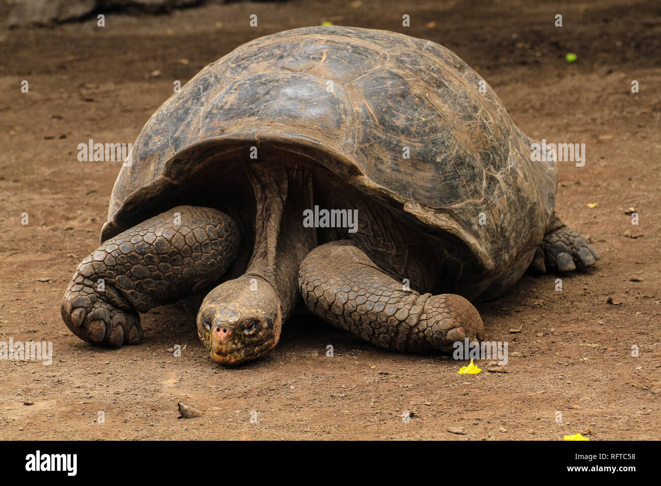 Riesenschildkröte, endemisch auf den zu Ecuador gehörenden Galapagos-Inseln im Pazifik Stock Photo