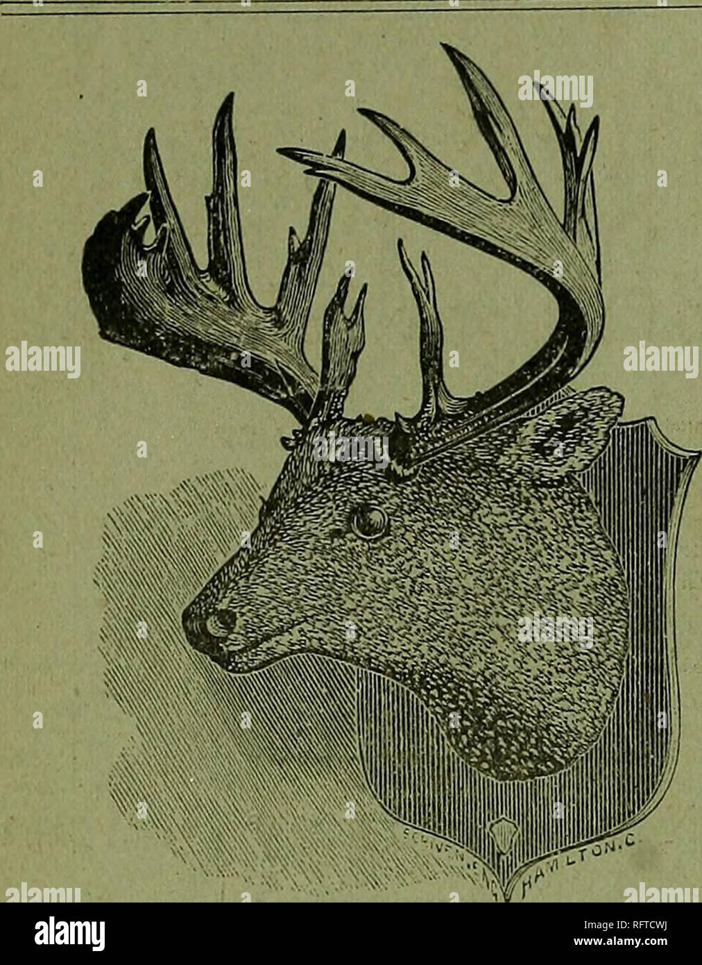 Three months among the moose 1881 english edition