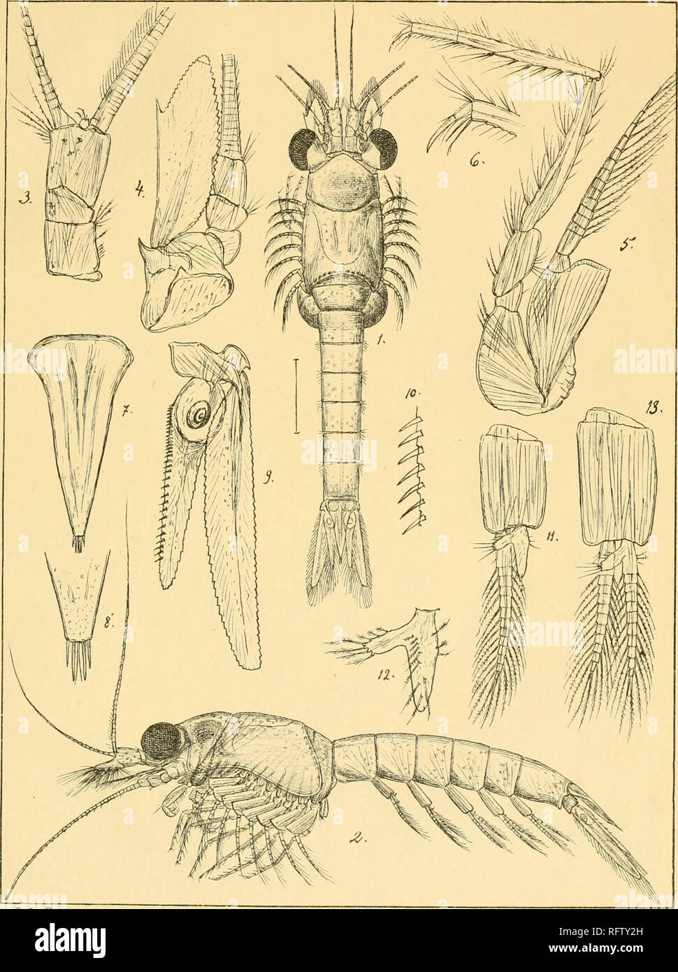 Carcinologiske bidrag til Norges fauna. Mysidae; Crustacea. :^ xxxvx..  v-O-Oca^i a.ujtc^ffr: l.rehrriiih.In^i: Ja-rerytAr-o^s rolu^tjx^^fS^nctÃ  -),. Please note that these images are extracted from scanned page images  that may have been digitally