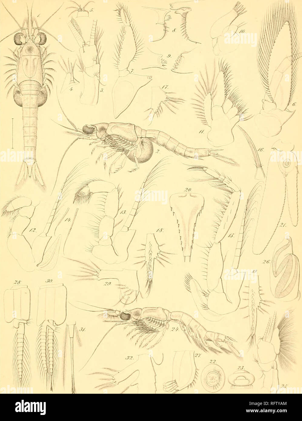 . Carcinologiske bidrag til Norges fauna. Mysidae; Crustacea -- Norway. PLYU.. Mysidopsis Didolphy.s iNoriiian]. Please note that these images are extracted from scanned page images that may have been digitally enhanced for readability - coloration and appearance of these illustrations may not perfectly resemble the original work.. Sars, G. O. (Georg Ossian), 1837-1927; Kongelige Norske videnskabers selskab. Christiania, Brøgger &amp; Christie's bogtrykkeri Stock Photo