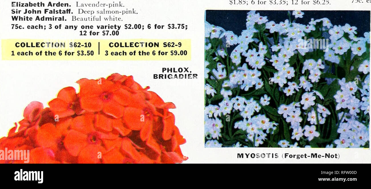 . Capitol city seeds : 1962. Nurseries (Horticulture) Catalogs; Bulbs (Plants) Catalogs; Vegetables Catalogs; Garden tools Catalogs; Seeds Catalogs. COLLECTION S62-10 1 each of the 6 for $3.50. VERONICA SUNNY BORDER BLUE A splendid deep blue variety. Easy to grow in average garden soil, preferably in a sunny location. Compact grower only 18 inches high. Blooms from July on. 75c. each; 3 for S2.00; 6 for S3.50. VERBASCUM, PINK DOMINO (Be/ou)) Spikes of rose-pink flowers on a strong, healthy plant, June to July. 2^4 to 3 ft. Sun or partial shade. 85c each; 3 for S2.25; 6 for S4.25.. Please note  Stock Photo
