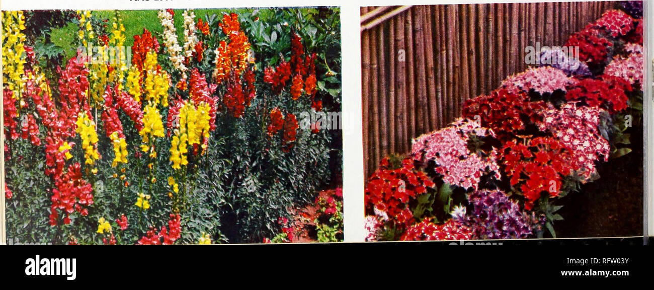 . Capitol city seeds for 1961. Nurseries (Horticulture) Catalogs; Bulbs (Plants) Catalogs; Vegetables Catalogs; Garden tools Catalogs; Seeds Catalogs. 2INNIA, GIANT FLOWERED, PINK LADY Pkt. 25c. DWARF STAR PHLOX, TWINKLE. Pkt. 35c. AAS 1957 Winner. Please note that these images are extracted from scanned page images that may have been digitally enhanced for readability - coloration and appearance of these illustrations may not perfectly resemble the original work.. F. W. Bolgiano &amp; Co; Henry G. Gilbert Nursery and Seed Trade Catalog Collection. Washington, D. C. : F. W. Bolgiano &amp; Co.  Stock Photo