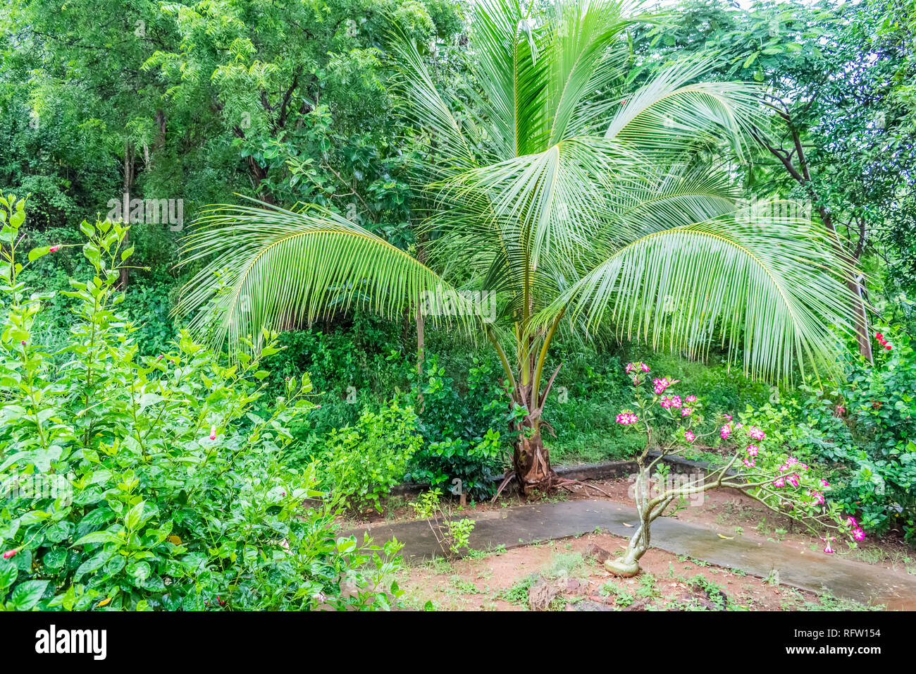 small coconut trees close view in an Indian garden with colorful flower trees & greenery shrubs. Stock Photo