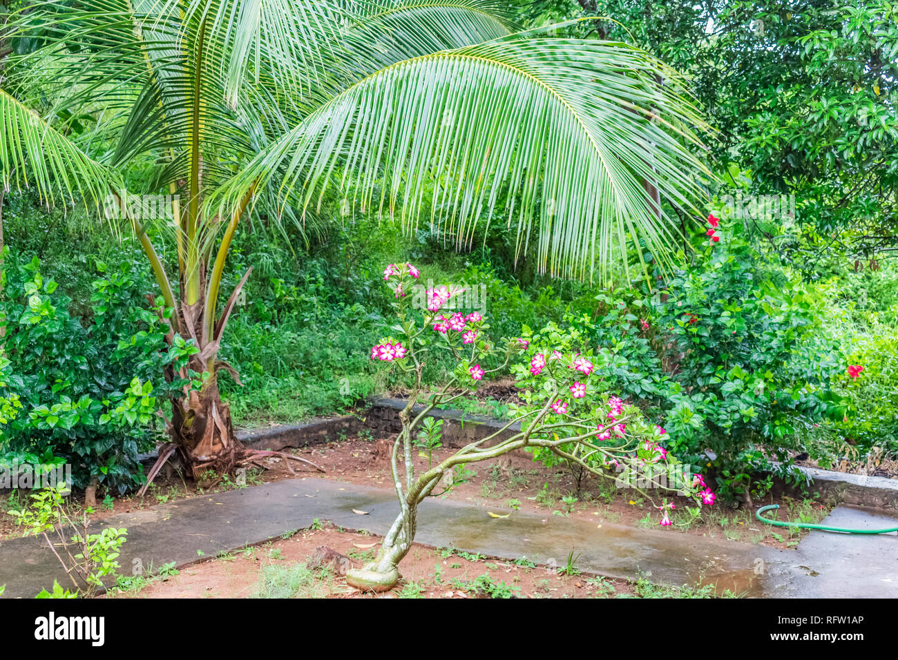 small coconut trees close view in an Indian garden with colorful flower trees & greenery shrubs. Stock Photo