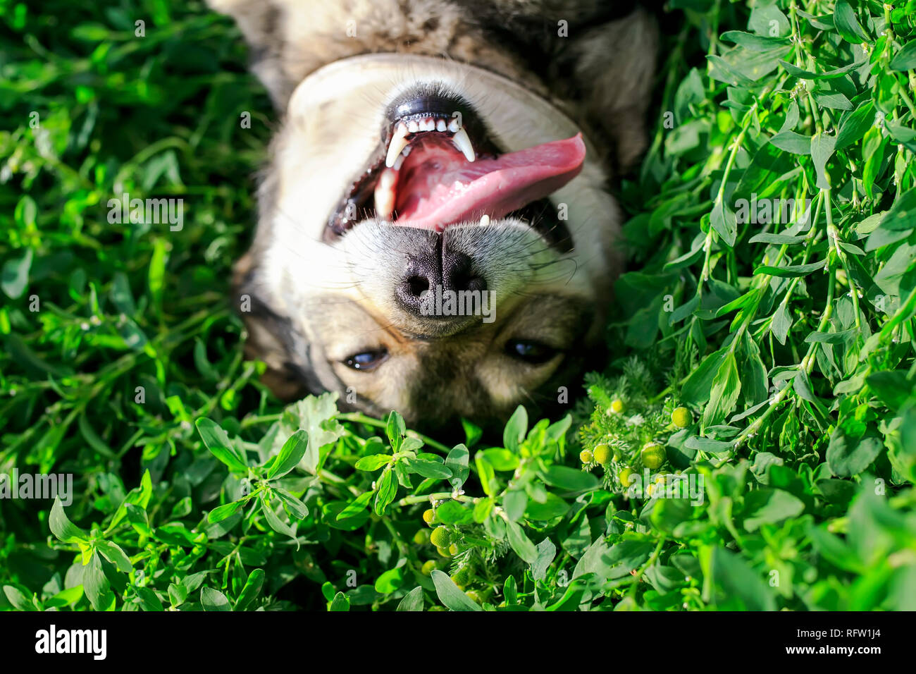 cute dog lying on green grass in spring Sunny meadow funny sticking out his tongue and rolling his eyes Stock Photo