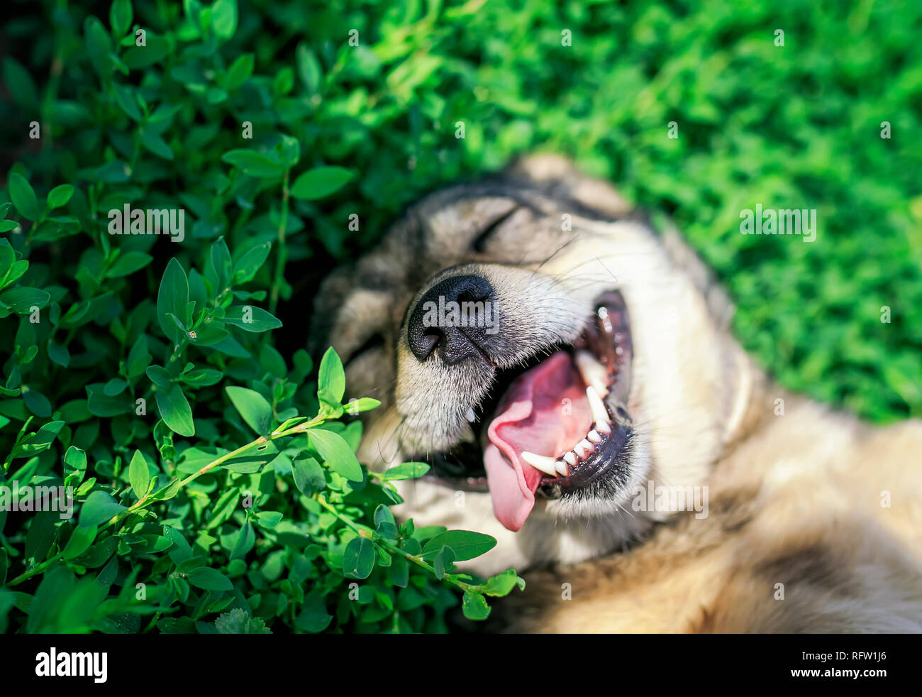 portrait of cute dog lying on green grass in spring Sunny meadow funny sticking out his tongue and rolling his eyes Stock Photo