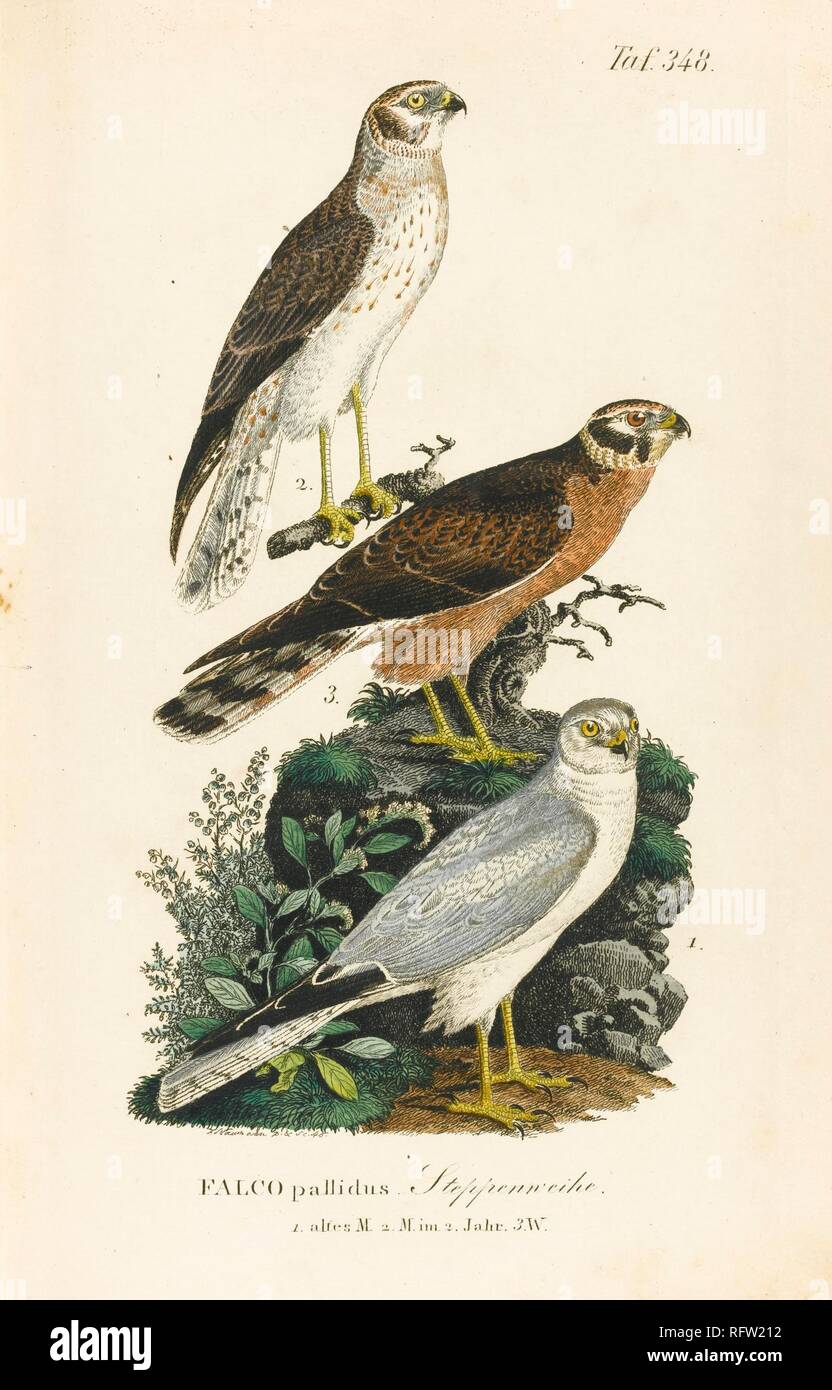 Johann Andreas Naumann, NATURAL HISTORY OF BIRDS OF GERMANY. LEIPZIG.jpg - RFW212 Stock Photo