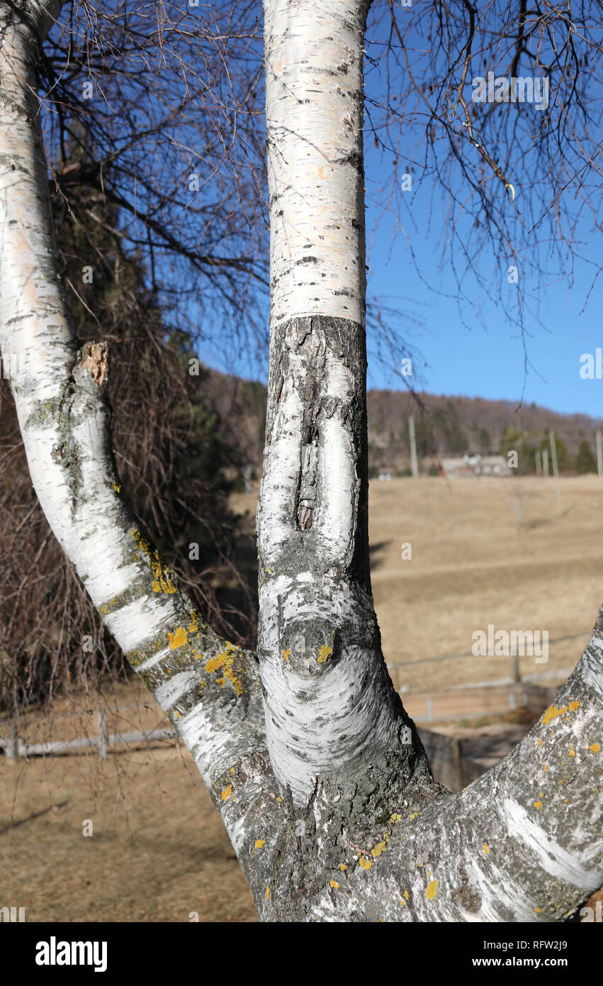 birch tree with the trunk of the characteristic white color and the