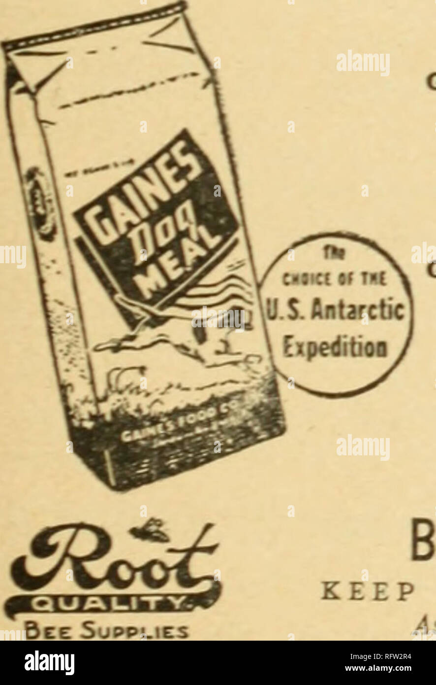 . Capitol city seeds for 1945. Nurseries (Horticulture) Catalogs; Bulbs (Plants) Catalogs; Vegetables Catalogs; Garden tools Catalogs; Seeds Catalogs. No. 101. Gaines Dog Food Gaines Meal. A complete bal- d food in granular form, ervoir of  itamins A, B, D. F, and G. Recommended for both adult cIol-s and puppies. 5 lbs. 45c.; 10 lbs. 90c.; 25 lbs. 15; 50 lbs. S4.05. Gaines Krunchon. Gaines meal ened bv pressure into pel- docs not injure irecious vitamins. Thus it unites the nutritional qualities of the meal with all the advan- tages of a hard food. 5 lbs. 50c; 10 lbs. 31.00; 25 lbs. $235; 50  Stock Photo