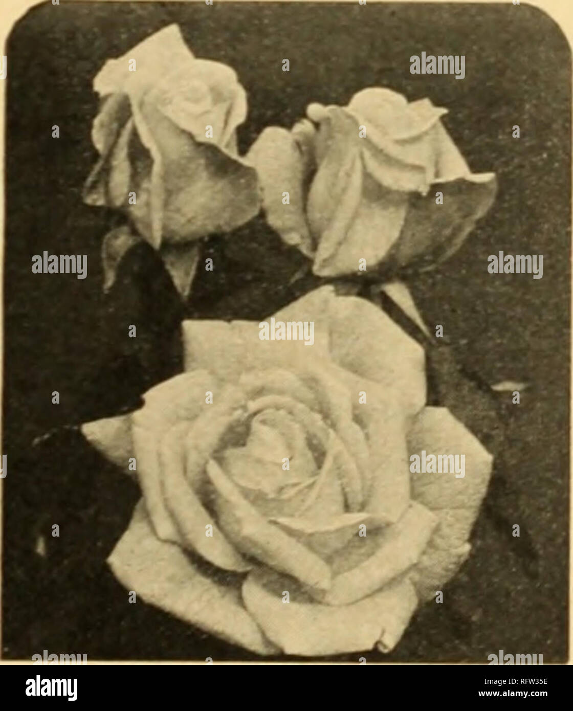. Capitol city seeds for 1945. Nurseries (Horticulture) Catalogs; Bulbs (Plants) Catalogs; Vegetables Catalogs; Garden tools Catalogs; Seeds Catalogs. New Hybrid Tea or Monthly- Roses PATENTED VARIETIES California. Pat 44°. Bronz apricot; re- verse of petals coppery pink. Small foli- age. ?1 .^) each. Charlotte Armstrong. Pat. 4SS. Cerise to spectrum-red. Slender buds open into large blooms. SI .50 each. Crimson Glory. Pat. 105. Deep velvety crimson. ?1.25 each. Eclipse. P.it. 172. Rich gold; lovely long buds. 11.25 each. Fred Edmunds. Pat. pending. I ong buds of burnt orange opening to coppe Stock Photo