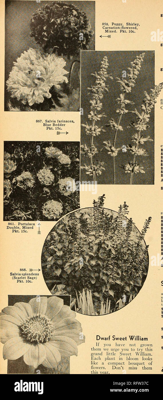 . Capitol city seeds for 1945. Nurseries (Horticulture) Catalogs; Bulbs (Plants) Catalogs; Vegetables Catalogs; Garden tools Catalogs; Seeds Catalogs. 858. Poppy, Shirley, Carnation-flowered, Mixed. Pkt. 10c.. 907. Tithonia speciosa Pkt. 10c. Dwarf Sweet William If you have not grown them we urge you to try this grand little Sweet William. Each plant in bloom looks like a compact bouquet of flowers. Don't miss them this year. Stocks (Gilliflower) A. 876. Dwarf, Double Ten-Weeks, Mixed. Popular garden flower because of the fine spikes of bloom in interesting colors and their delightful fragranc Stock Photo