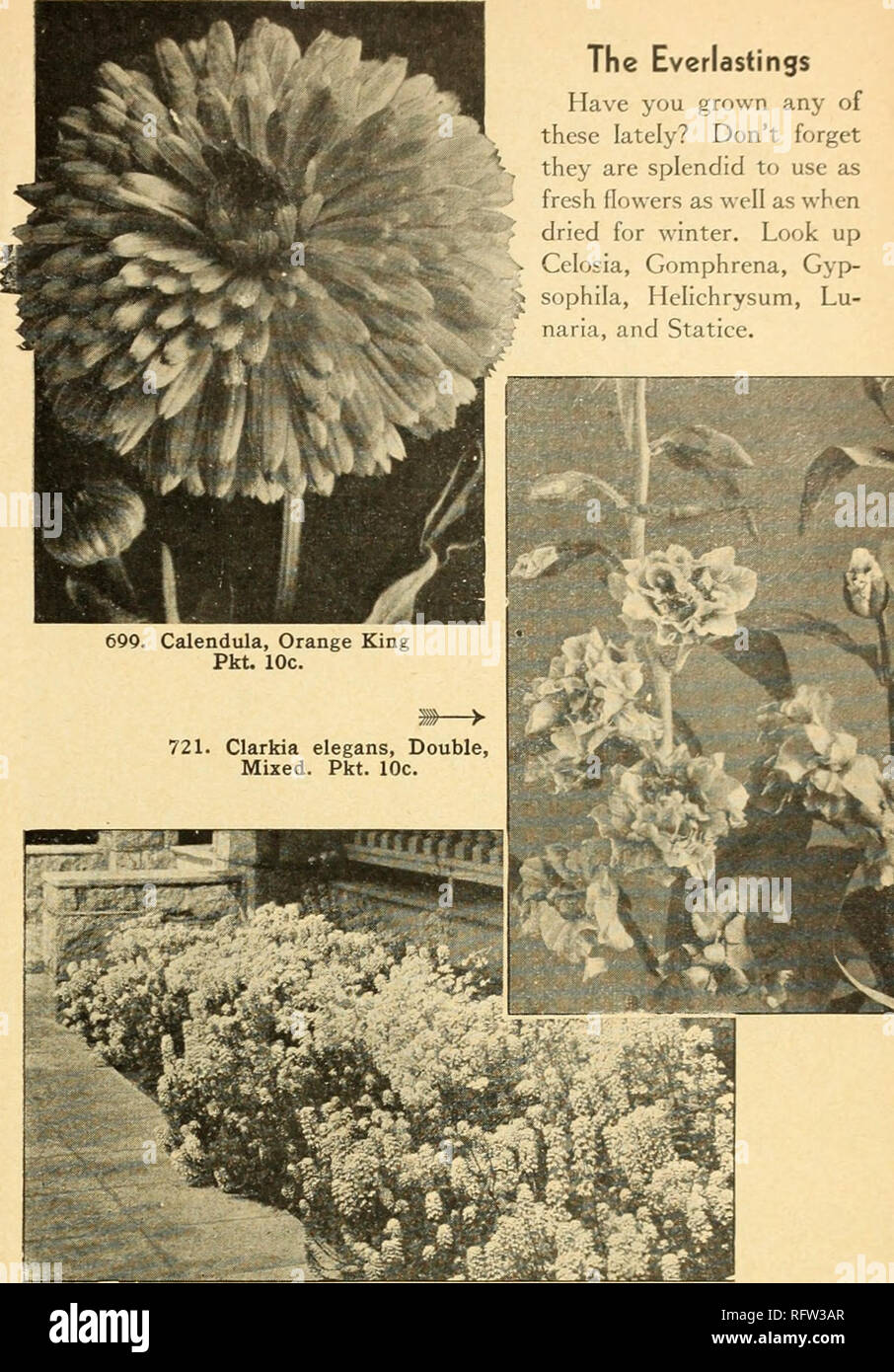 . Capitol city seeds for 1944. Nurseries (Horticulture) Catalogs; Bulbs (Plants) Catalogs; Vegetables Catalogs; Garden tools Catalogs; Seeds Catalogs. Canterbury Bells a., b. 708. Campanula medium, Single, Mixed. B. Beautiful bell-like flowers of blue, pink, and white in early summer. A splendid border plant. 2 ft. Pkt. 10c; j^oz. 40c; y2oz. 75c 709. Annual Canterbury Bells, Mixed. A. Blooms in less than 5 months after sowing and by successive plant- ings one can have Canterbury Bells right up to frost. A mixture of various shades of blue, pink, rose, and whit e. 2 ft. Pkt. 10c; M°z. 35c; 3^oz Stock Photo