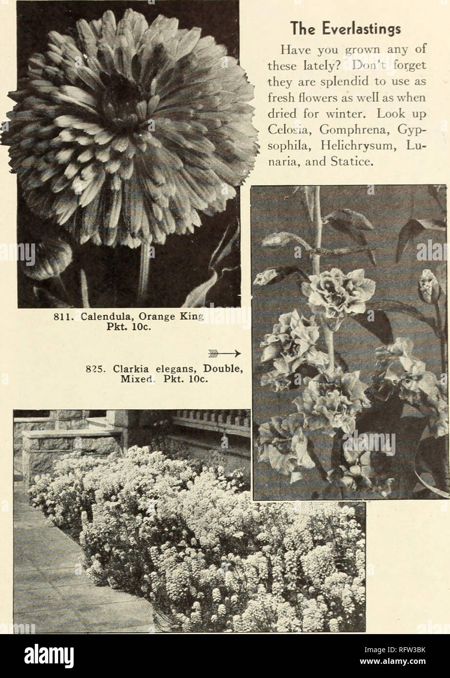 . Capitol city seeds for 1943. Nurseries (Horticulture) Catalogs; Bulbs (Plants) Catalogs; Vegetables Catalogs; Garden tools Catalogs; Seeds Catalogs. Canterbury Bells 819. Campanula medium, Single, Mixed. B. Beautiful bell-lii^e flowers of blue, pink, and while in early summer. A splendid border plant. 2 ft. Pkt. 10c; j4oz. 30c; !&gt;oz. 50c; oz. 85c 1014. Annual Canterbury Bells, Mixed. A. Blooms in less than 5 months after sowing and by successive plant- ings one can have Canterbury Bells right up to frost.  mixture of various shades of blue, pink, rose, and white. 2 ft. Pkt. 10c; J4oz. 20 Stock Photo